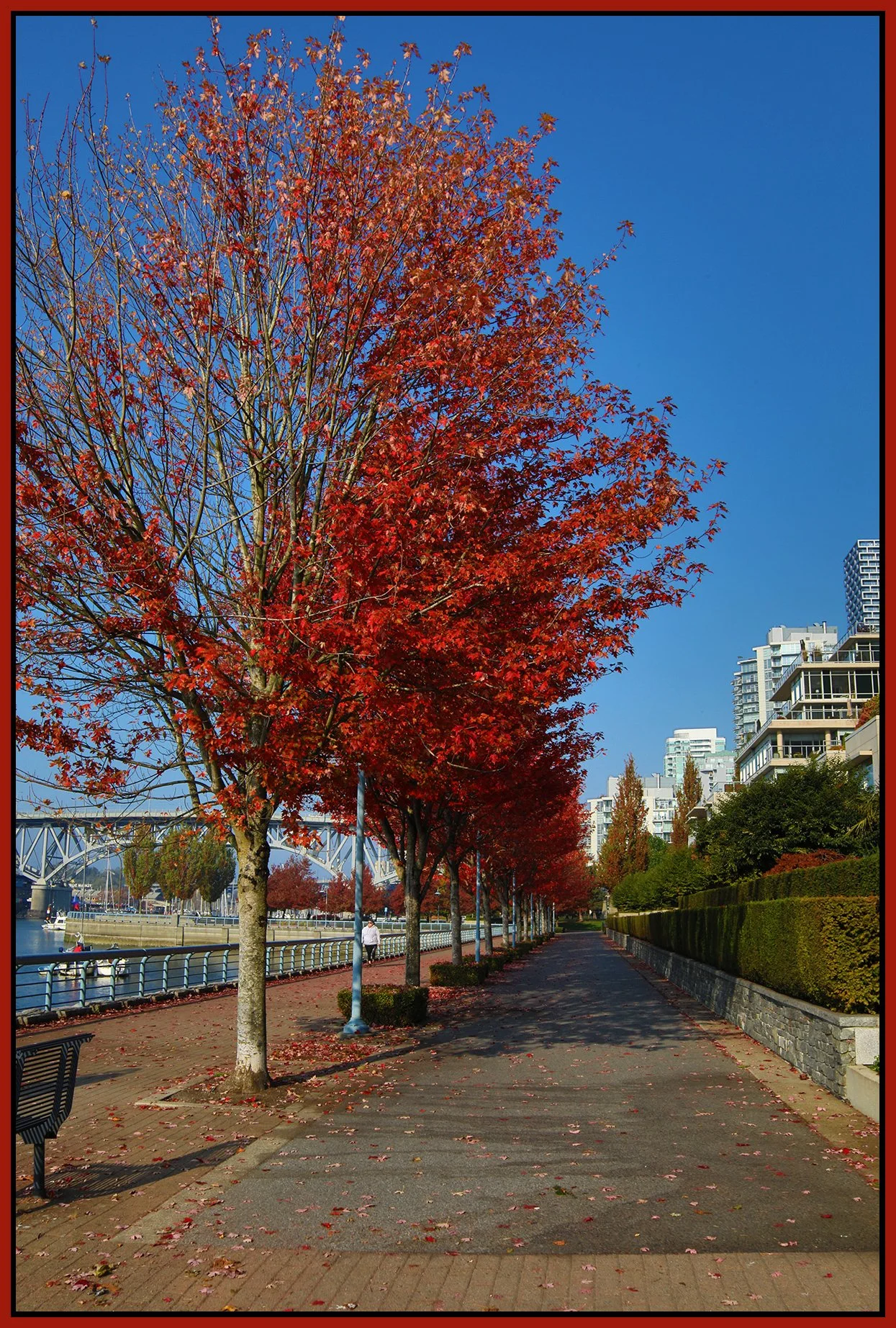 Concord Pacific Trees_Oct 19_2022_HDR_4H4182_4x6s.jpg