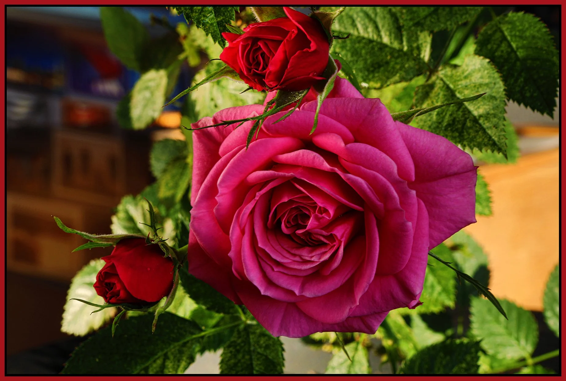 Flowers Roses_Apr 19_2022_HDR_5B3227_peDetail_4x6s.jpg