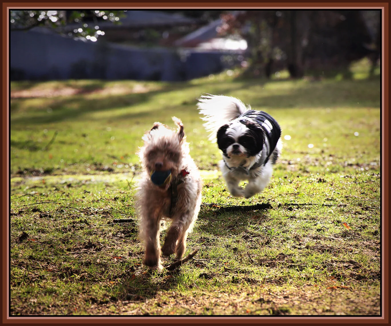 Frances & Kiku_Jan 22_2018_C3258_peHdriSunst_4x6s.jpg
