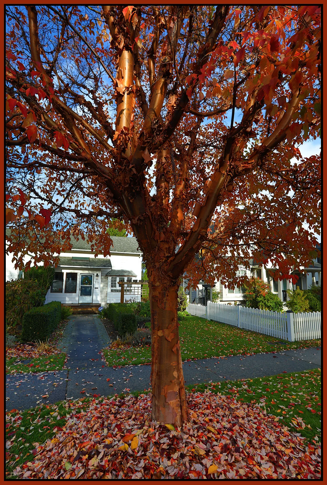 New West Tree_Nov 15_2020_HDR_4G4808_4x6s.jpg