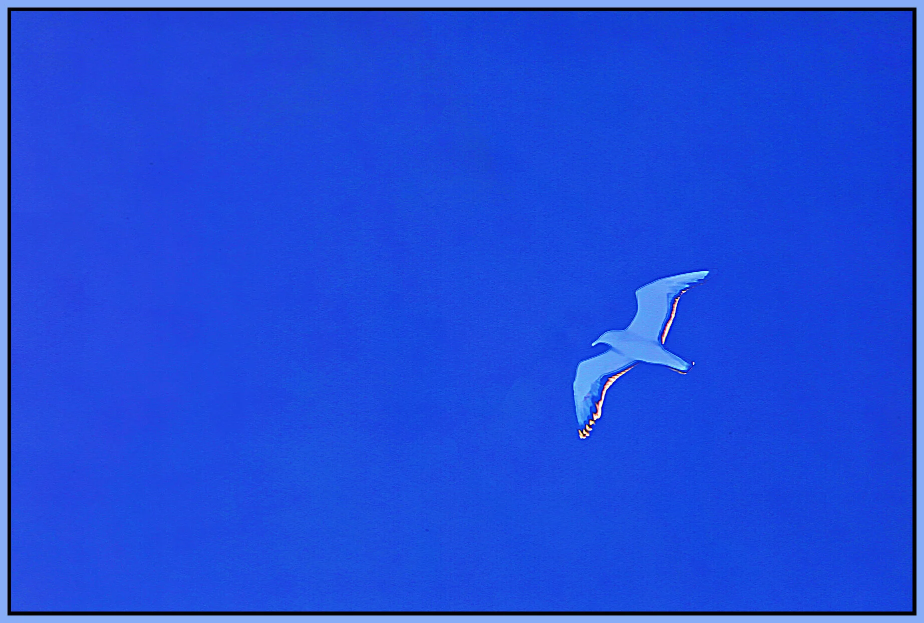 Seagull Ghost_Jul 13_2021_HDR_5A3203_peCross Ill_4x6s.jpg