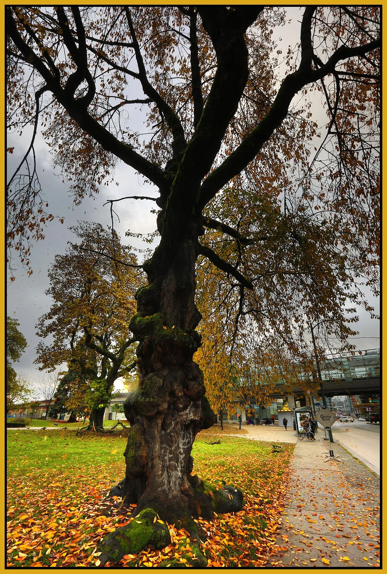 Thornton Park Tree_Nov 3_2024_HDR_5E4007_4x6s.jpg