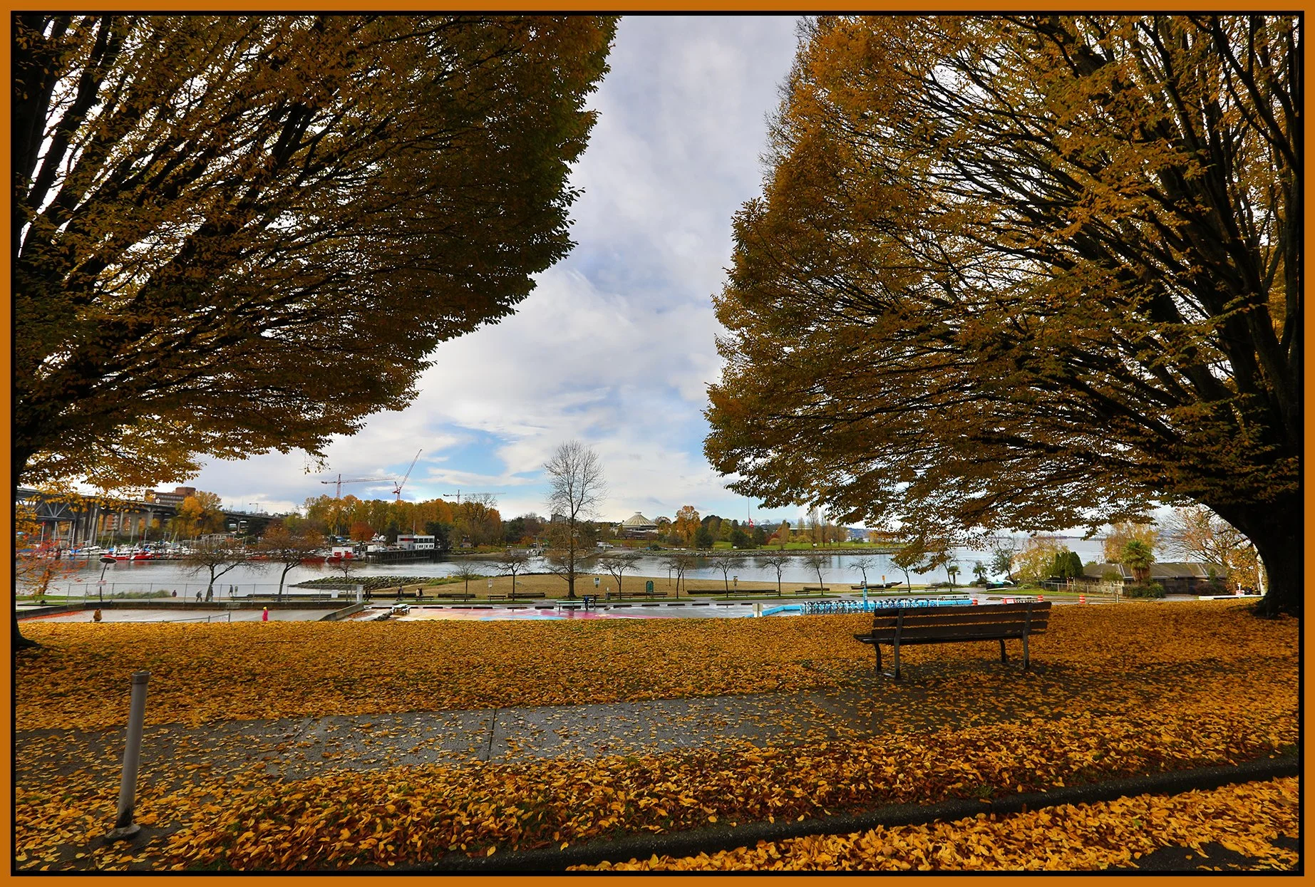 Beach Ave Trees LkgS_Nov 12_2023_HDR_5C9424_4x6s.jpg