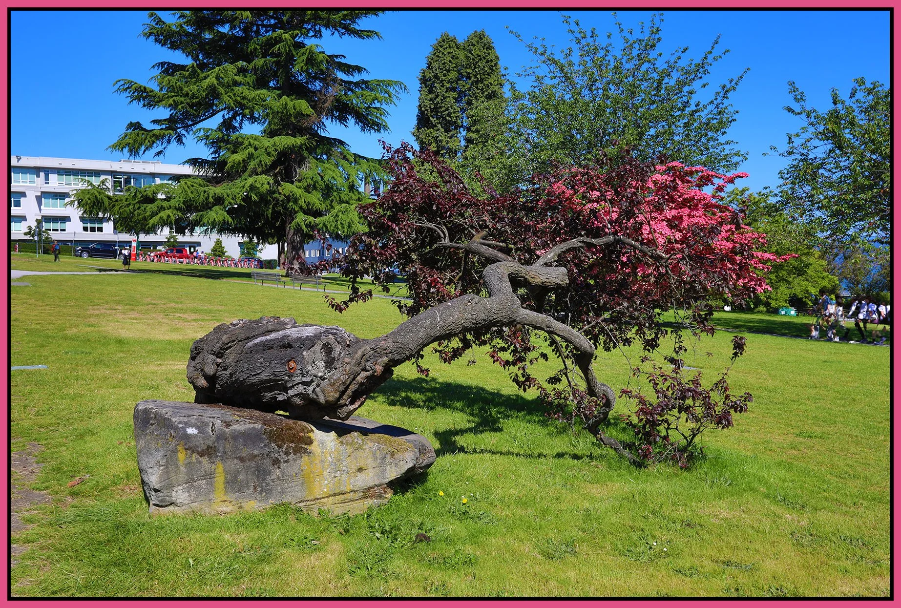 Kitsilano Beach Park Tree_Jun 19_2024_HDR_4J1228_4x6s.jpg