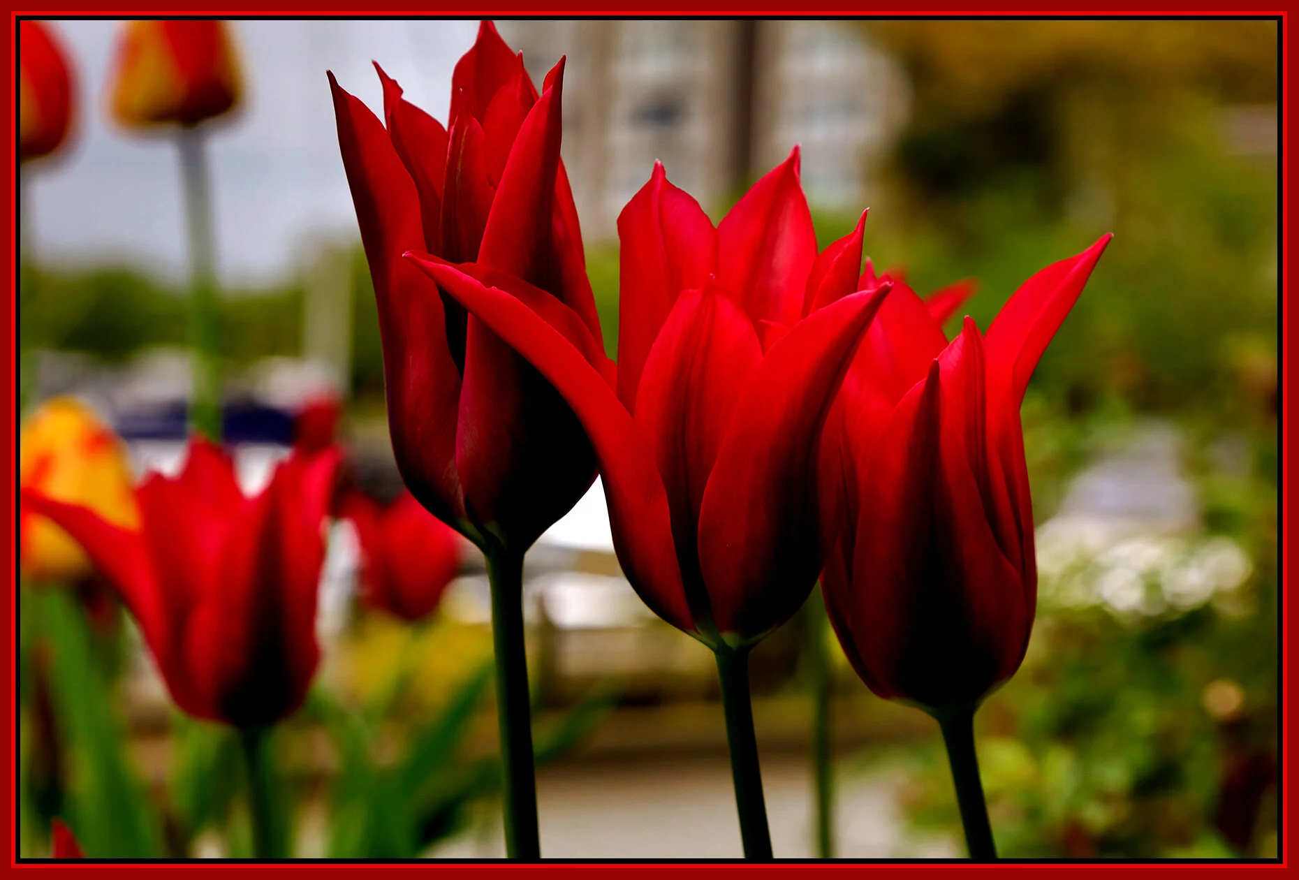 Flowers Tulips_Apr 23_2021_HDR_4G7800_peCs_4x6s.jpg