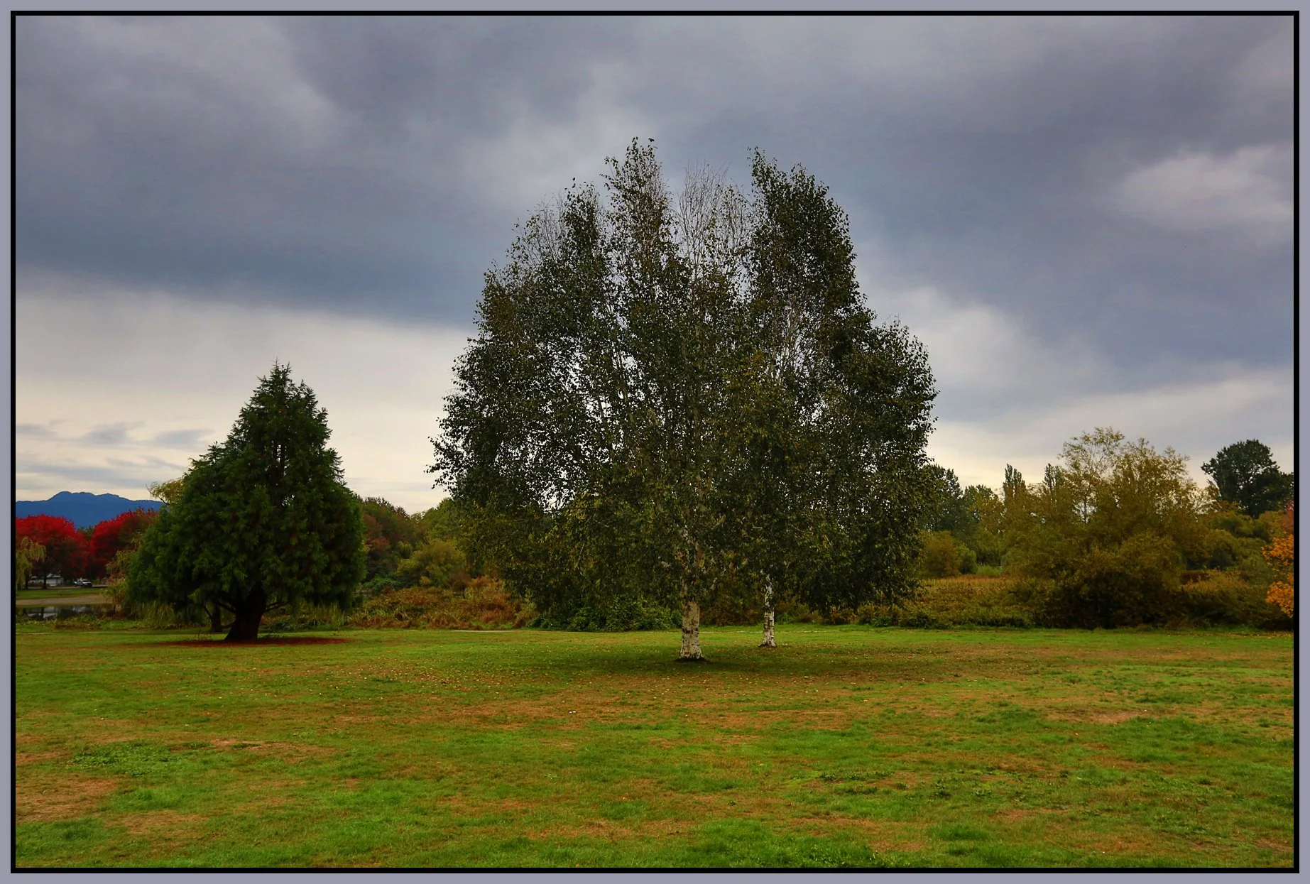 Trout Lake Trees_Oct 8_2015_HDR_H3499_4x6s.jpg