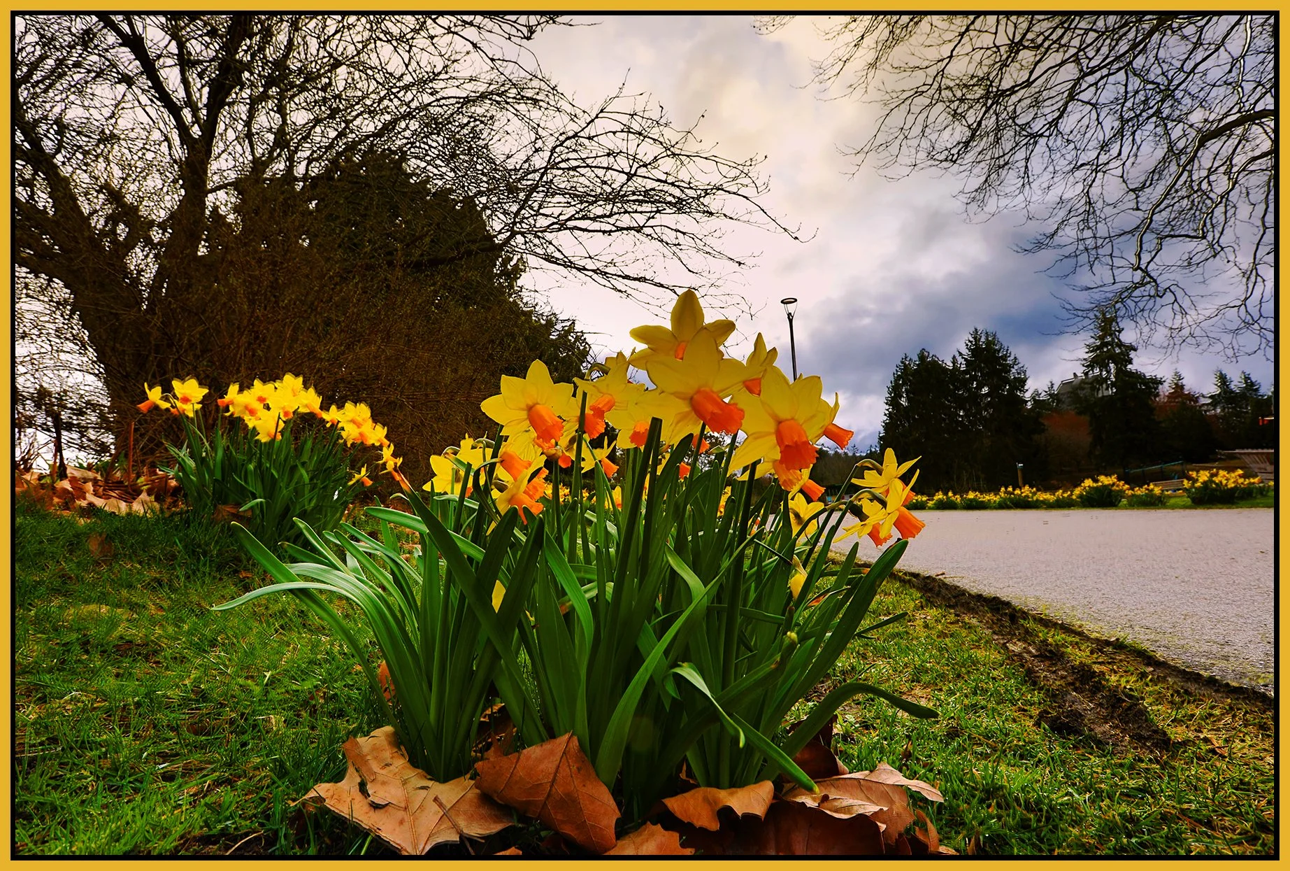 Flowers Daffodils_Mar 20_2022_HDR_5B0697_peEWGT_4x6s.jpg