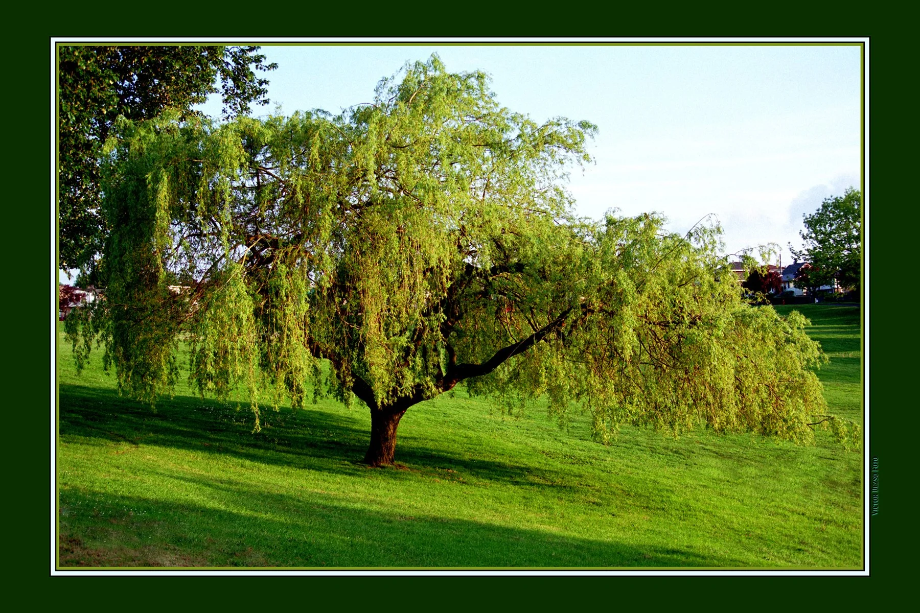 Willow Tree Falaise Park_Jun 1_2002_4x6s.jpg