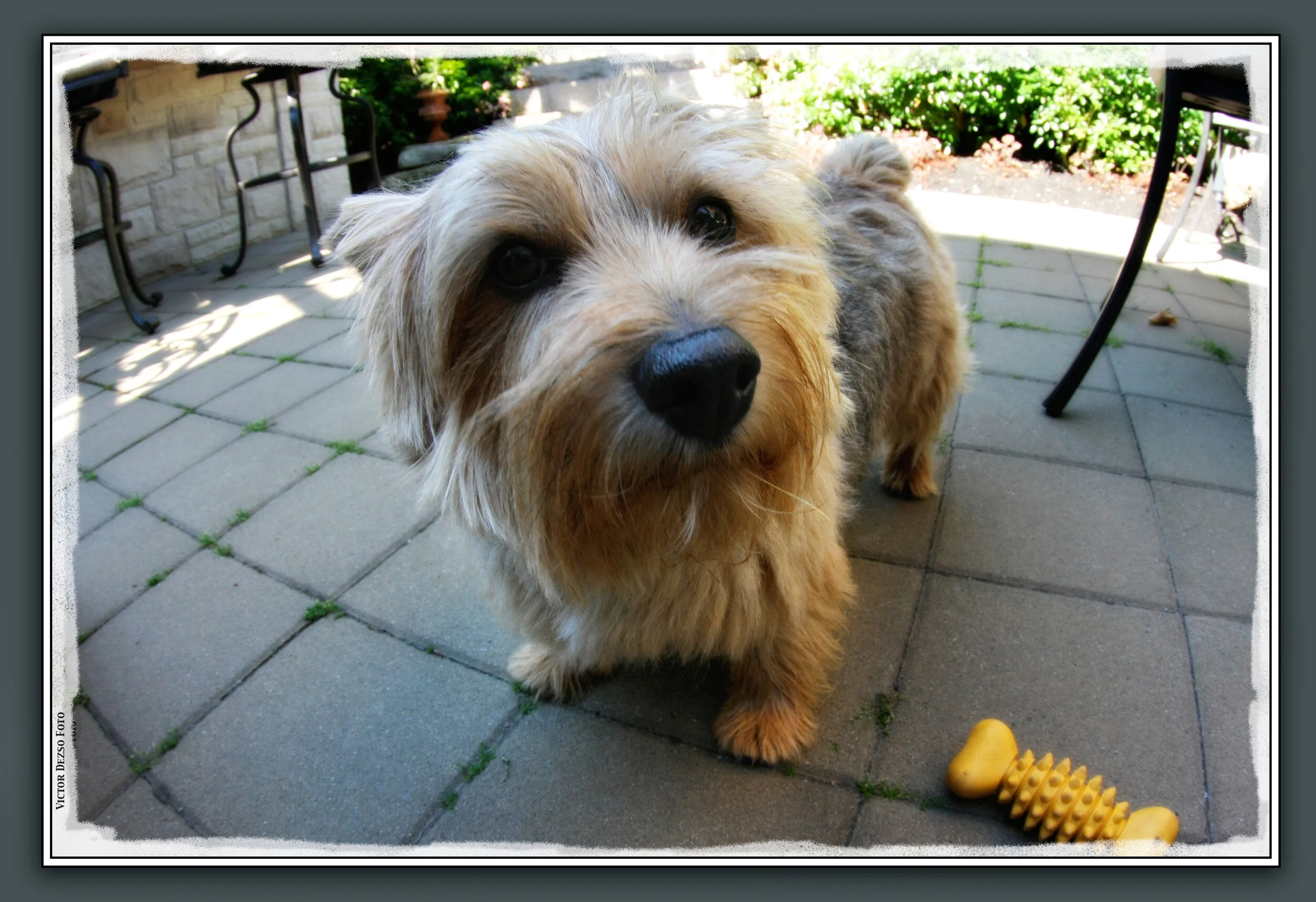 Rosco_9334_3as.jpg