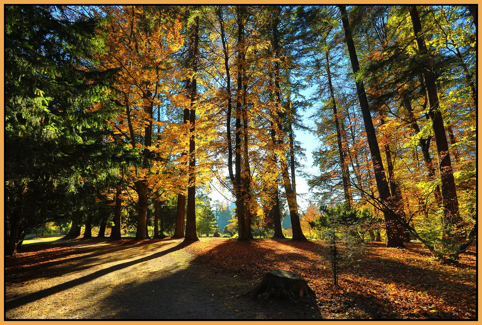 Stanley Pk Trees_Nov 18_2022_HDR_5C7038_peUrV_4x6s.jpg
