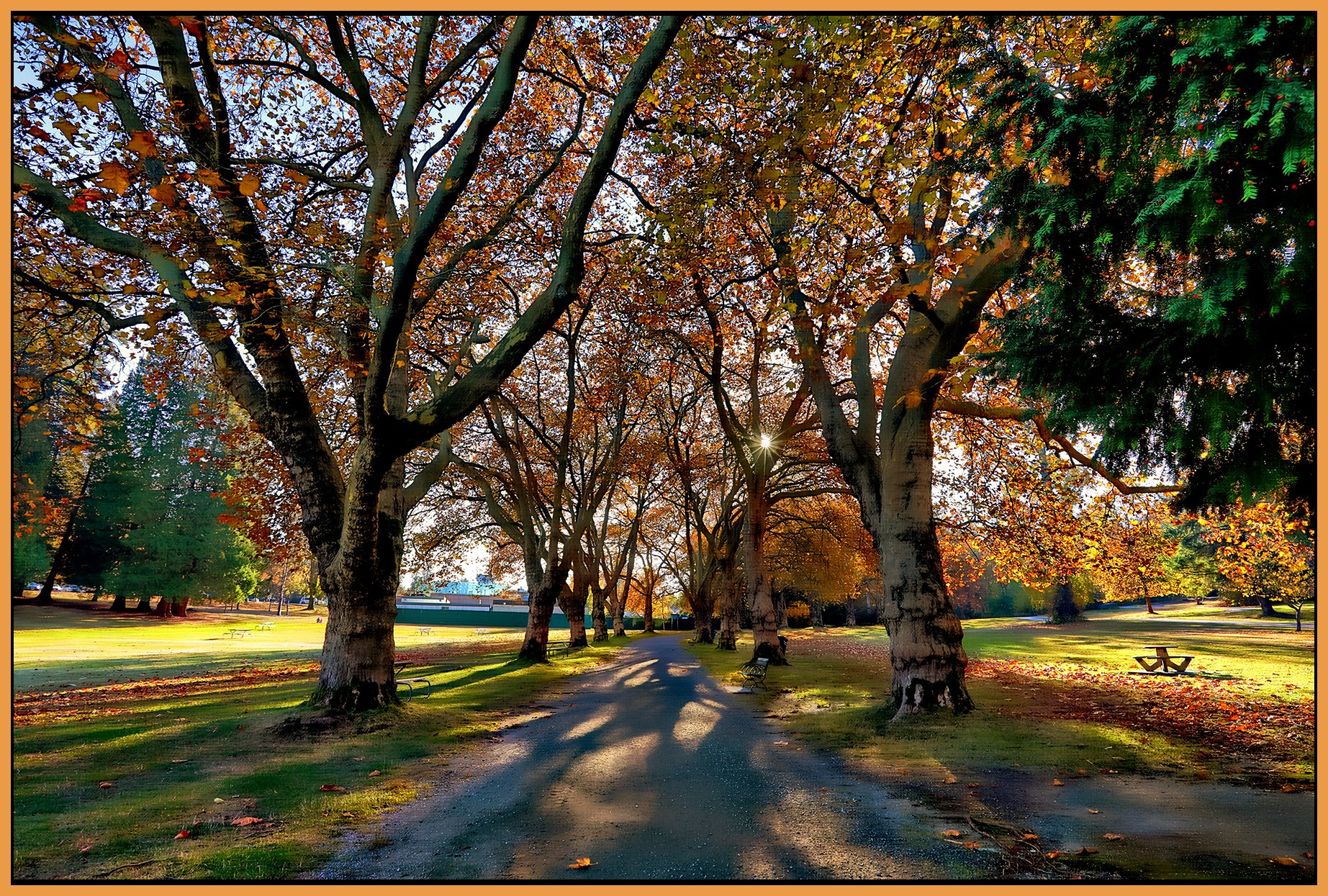 Stanley Pk Trees_Nov 18_2022_HDR_5C6938_peFbColBalDhz_Hdr2013_1_4x6s.jpg
