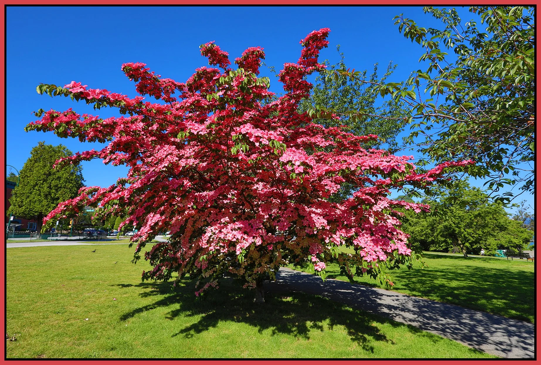 Kitsilano Beach Park Tree_Jun 19_2024_HDR_4J1256_4x6s.jpg