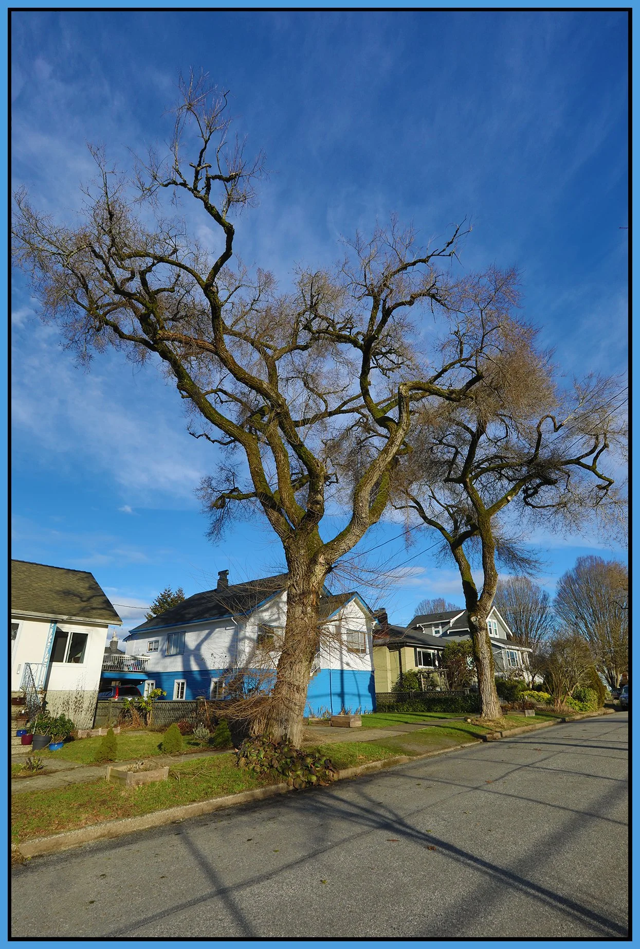 2149 Turner St Tree_Jan 11_2023_HDR_5D2551_4x6s.jpg