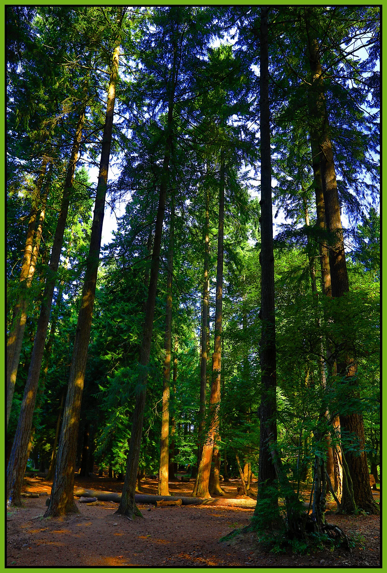 Queen's Pk Trees_Aug 26_2020_HDR_4G2485_peMjw_4x6s.jpg