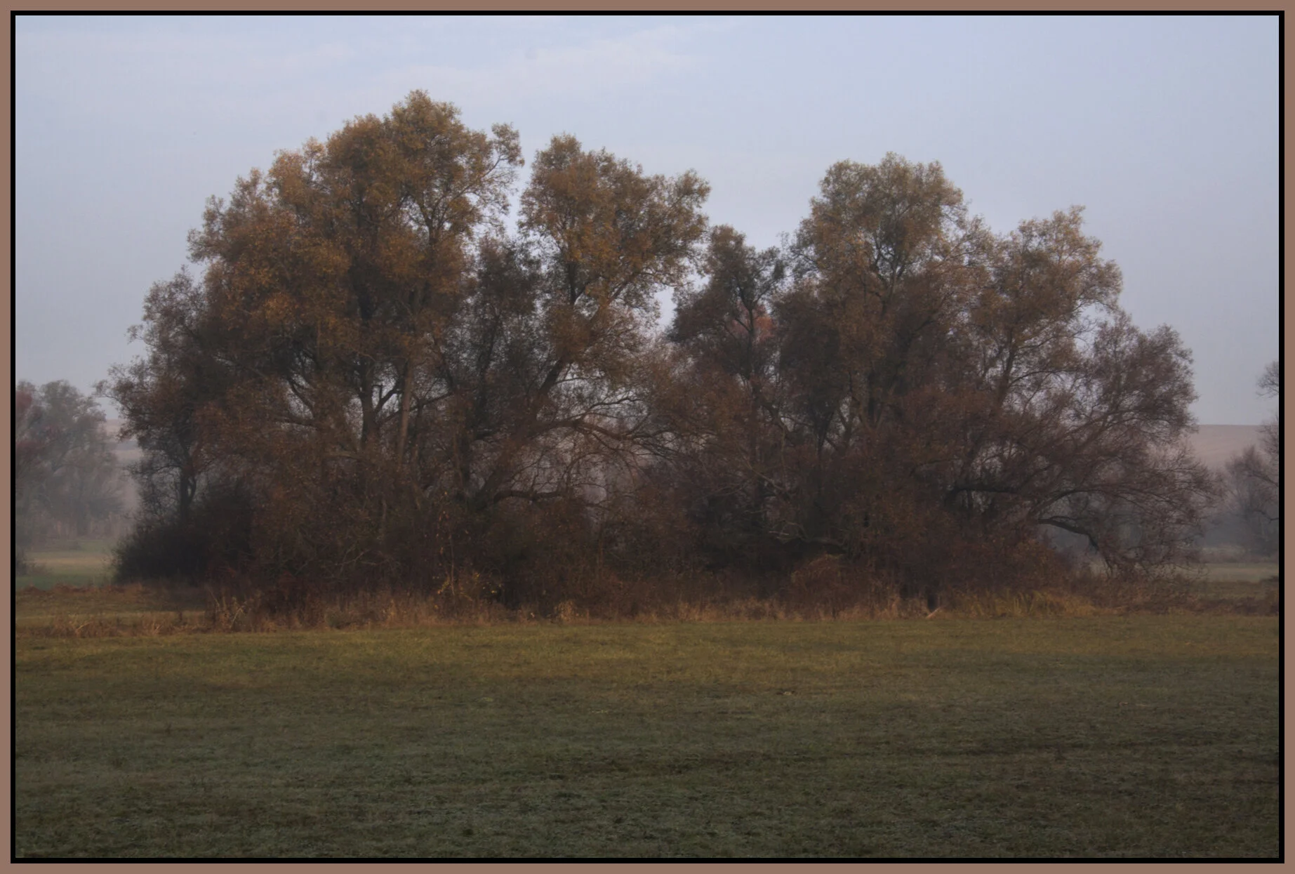 Hungary Trees_Nov 4_2011_5282_4x6s.jpg