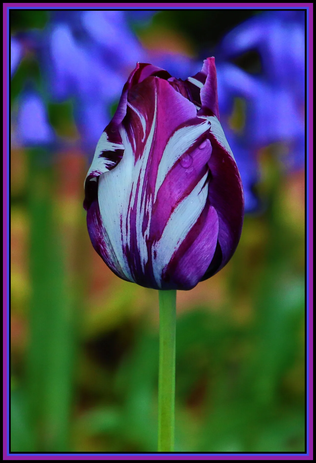 Flowers Tulips_May 2_2020_HDR_4F5849_1_4x6s.jpg