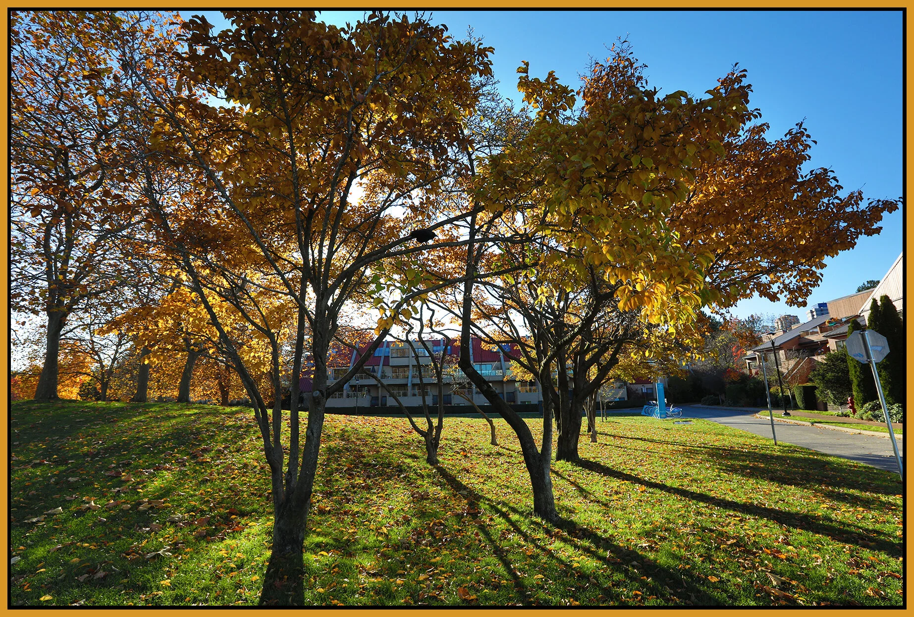 False Ck Fall Trees_Nov 8_2020_HDR_4G3340_4x6s.jpg