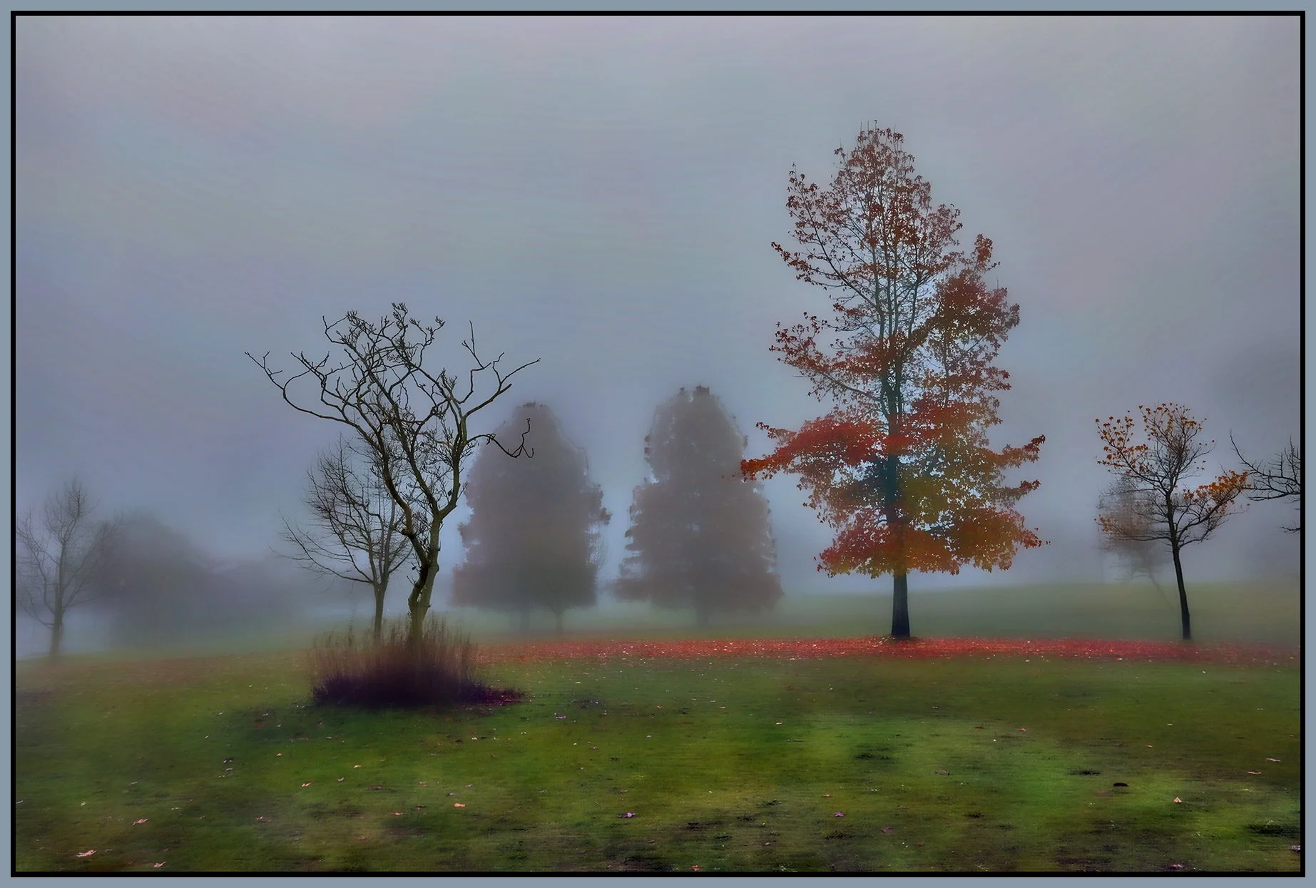 Devonian Park Trees in Fog_Nov 28_2023_HDR_5E1015_peHdr2013_1_4x6s.jpg