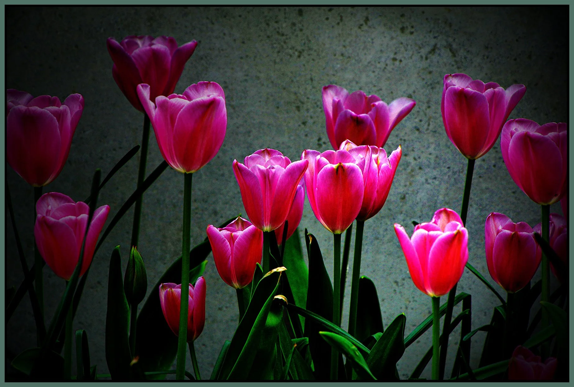 Flowers Tulips_May 6_2021_HDR_4G8404_pehdr_PopDrkn_4x6s.jpg