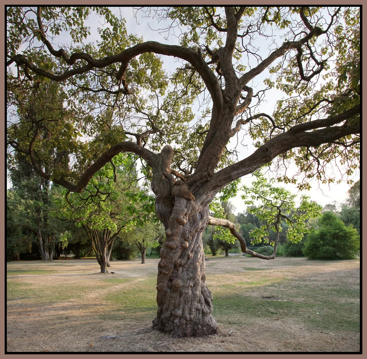 Jericho Beach Tree_Aug 09_Pan_5564_4x4s.jpg