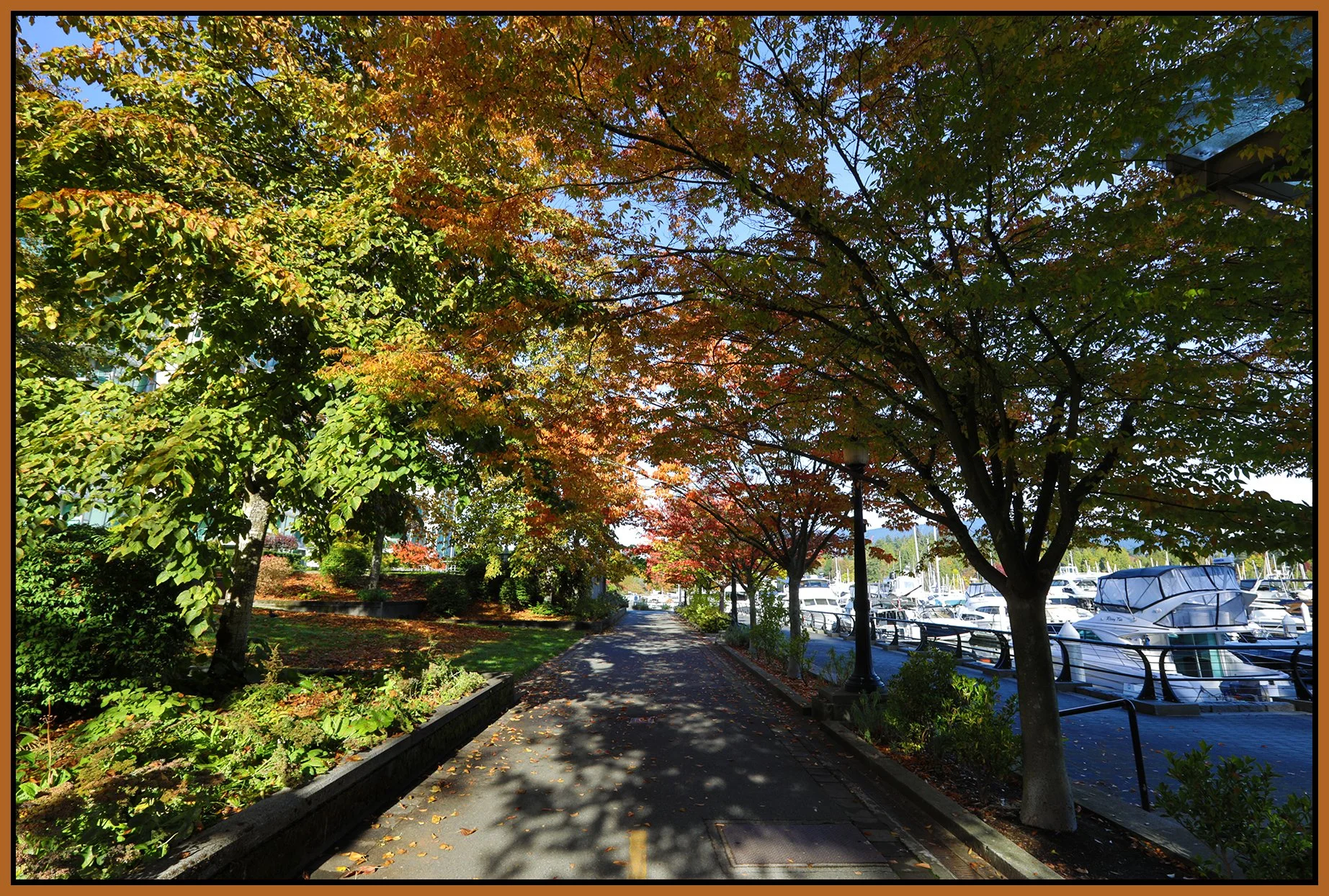 Coal Harbour Trees LkgW_Oct 15_2026_HDR_4L4929_4x6s.jpg
