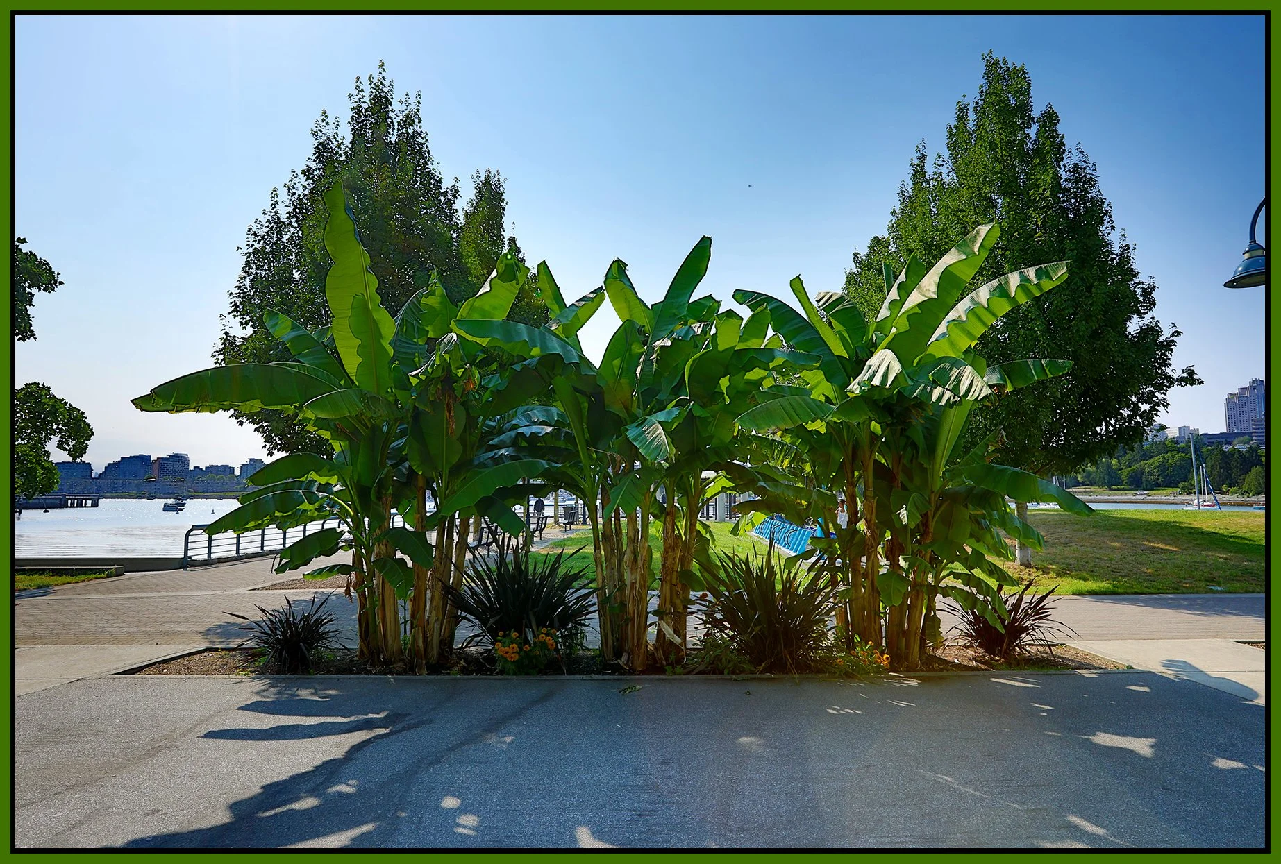 Plants Concord Pacific_Jul 2_2021_HDR_5A1012_4x6s.jpg