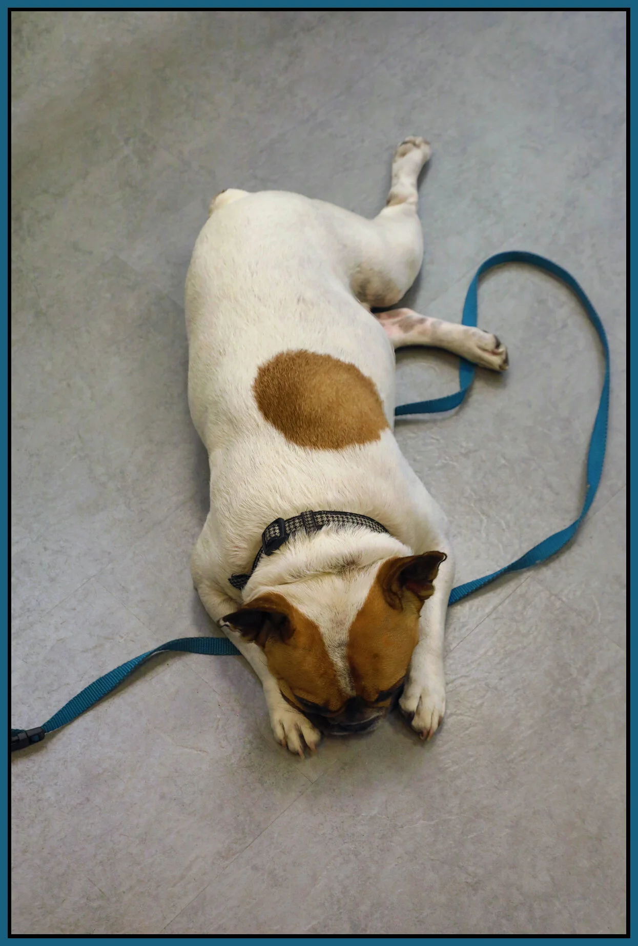 Loki_Sep 9_2017_HDR_B2770_4x6s.jpg