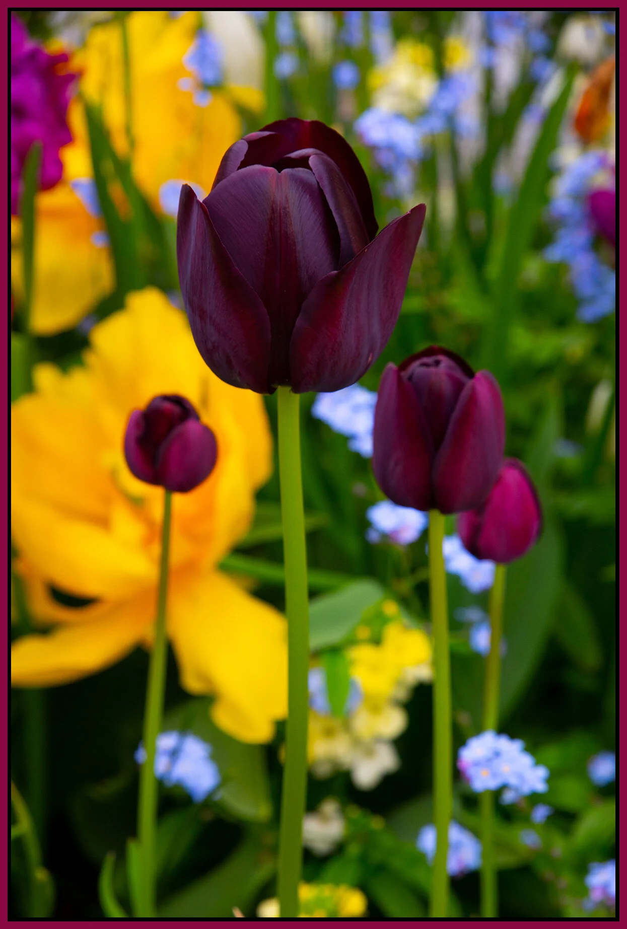 Flowers Tulips_Apr 28_2020_CR2_3B4513_4x6s.jpg