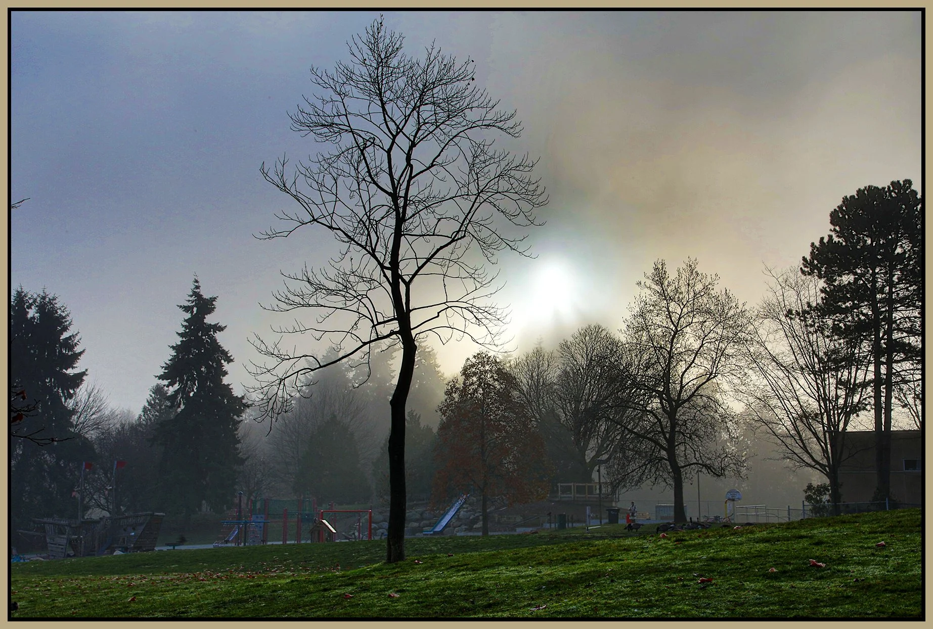 Charleson Park Trees in Fog_Nov 29_2023_HDR_4H9344_pehdr_4x6s.jpg