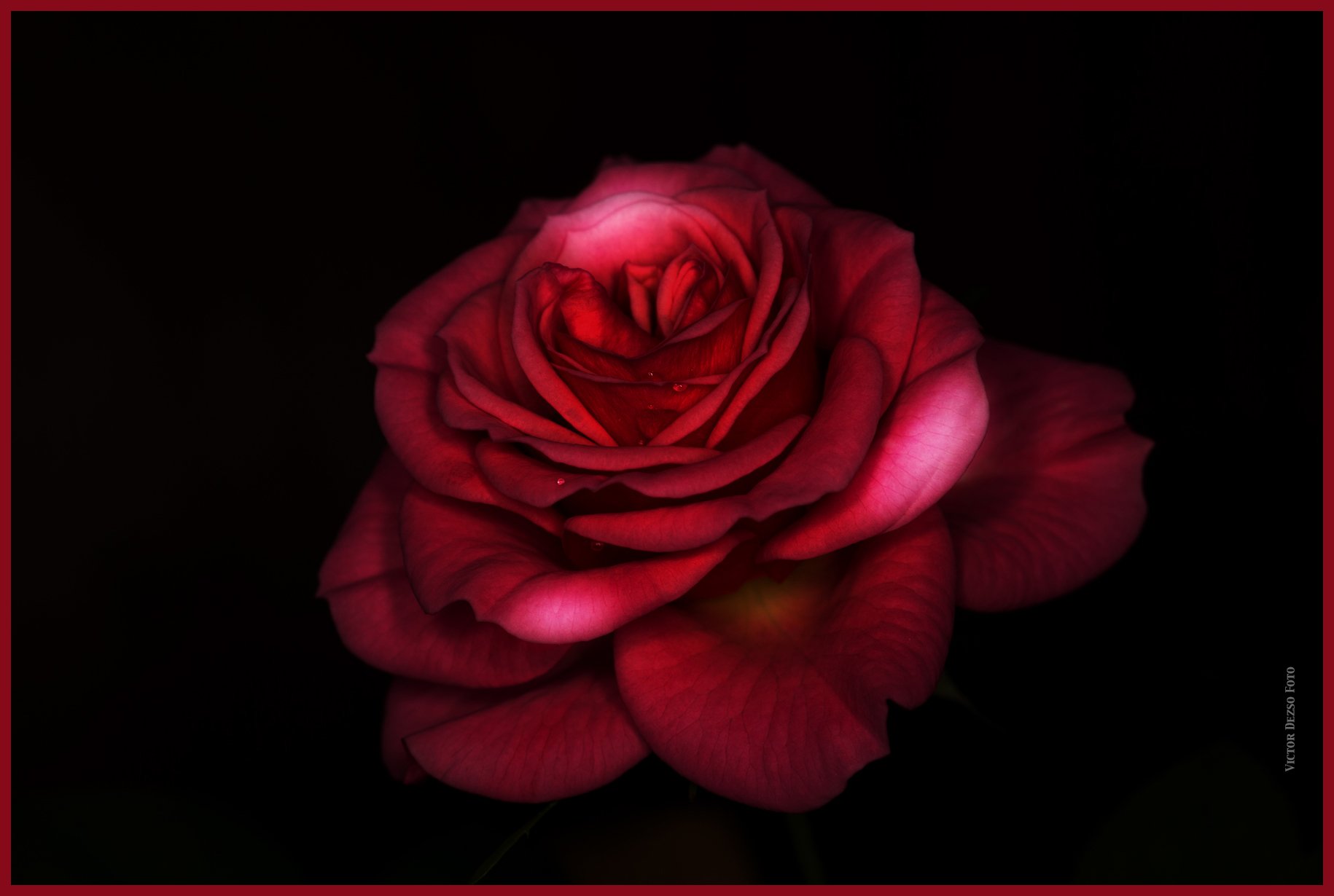 Flower_Rose_Feb 20_2015_F2072_peSciFi_4x6s.jpg