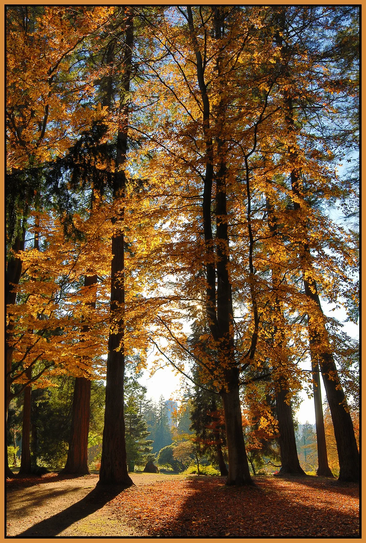 Stanley Park Trees_Nov 18_2022_HDR_4H4742_peHyperstrip_4x6s.jpg