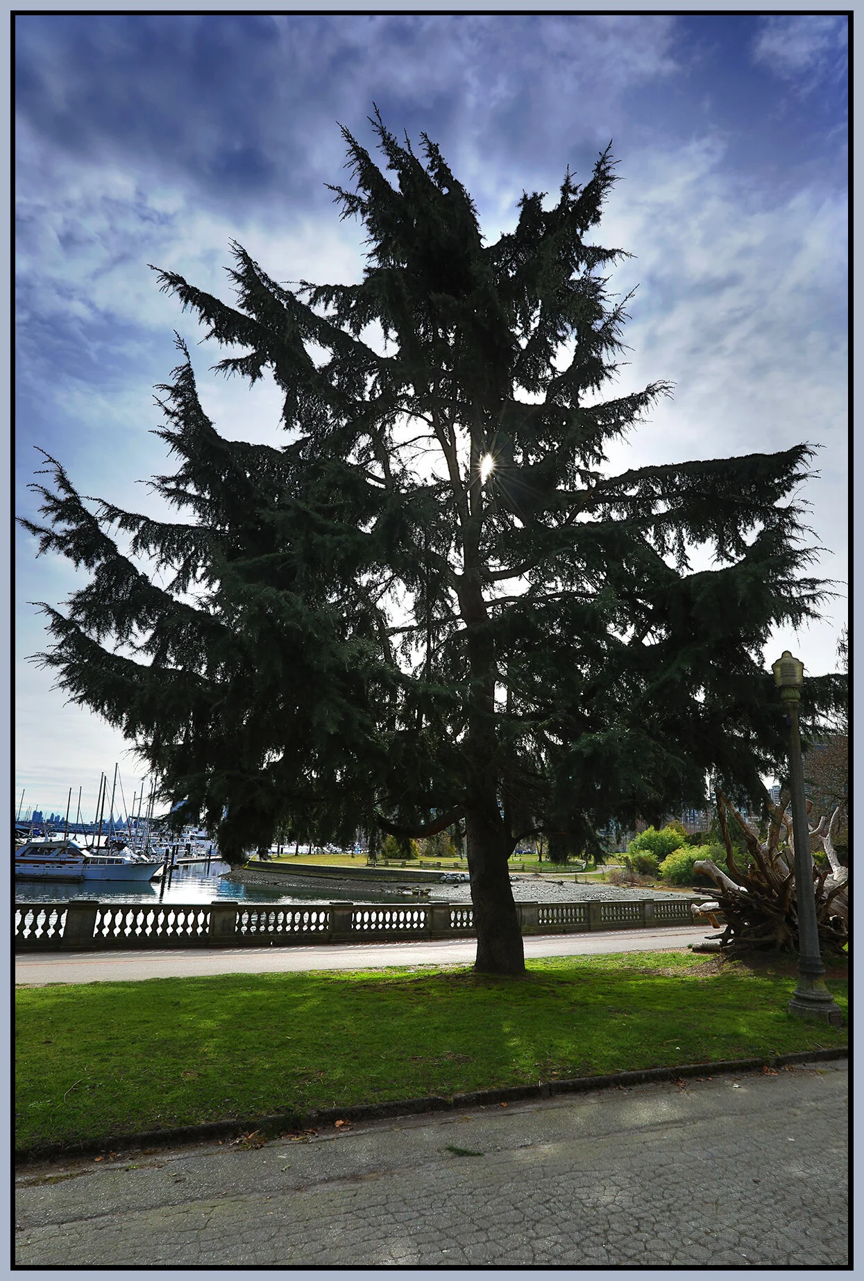 Stanley Pk Tree_Mar 12_2021_HDR_5A4635_4x6s.jpg