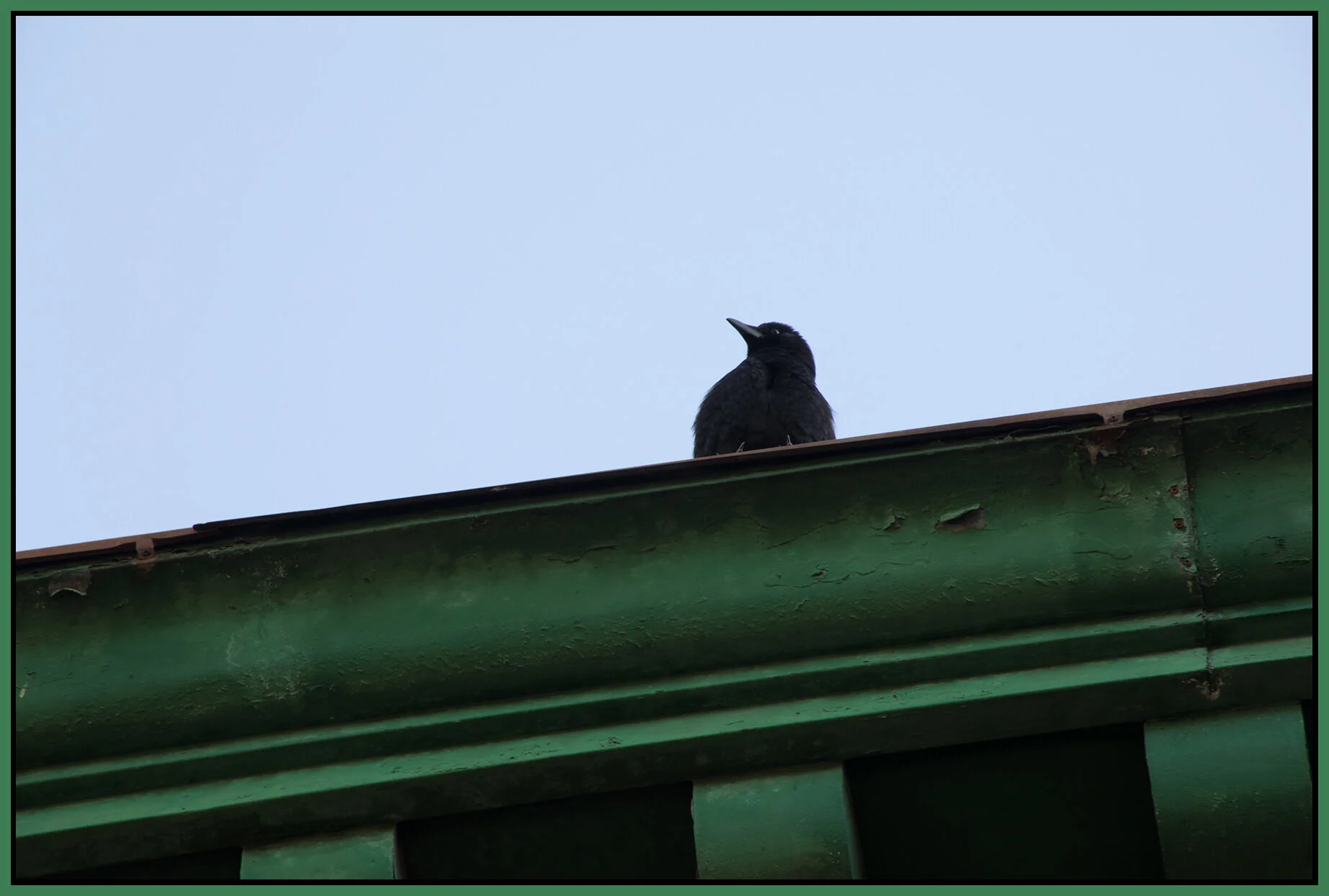 Chinatown Bird_May 8_2018_HDR_C7699_4x6s.jpg