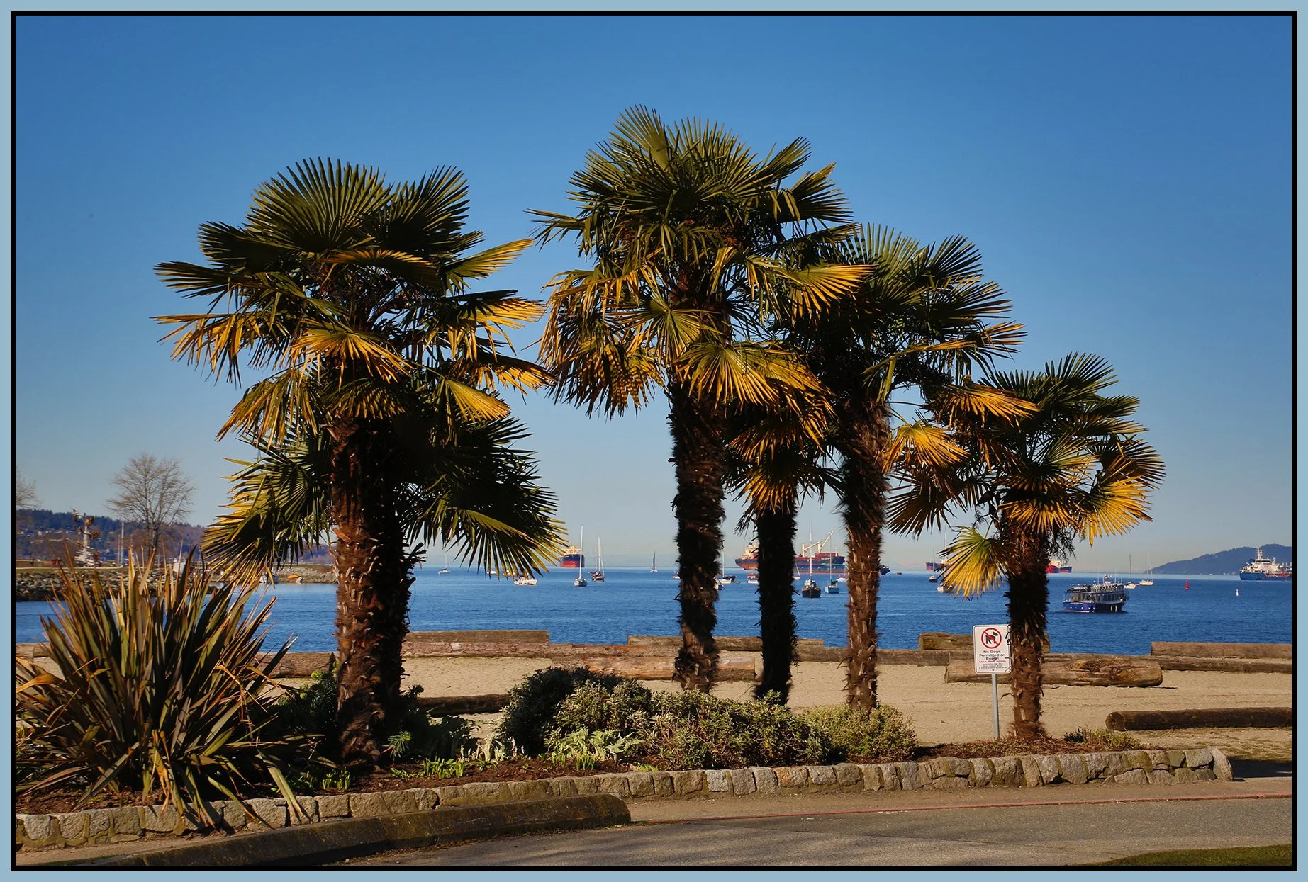 English Bay Palms_Mar 18_2019_HDR_A3661_4x6s.jpg