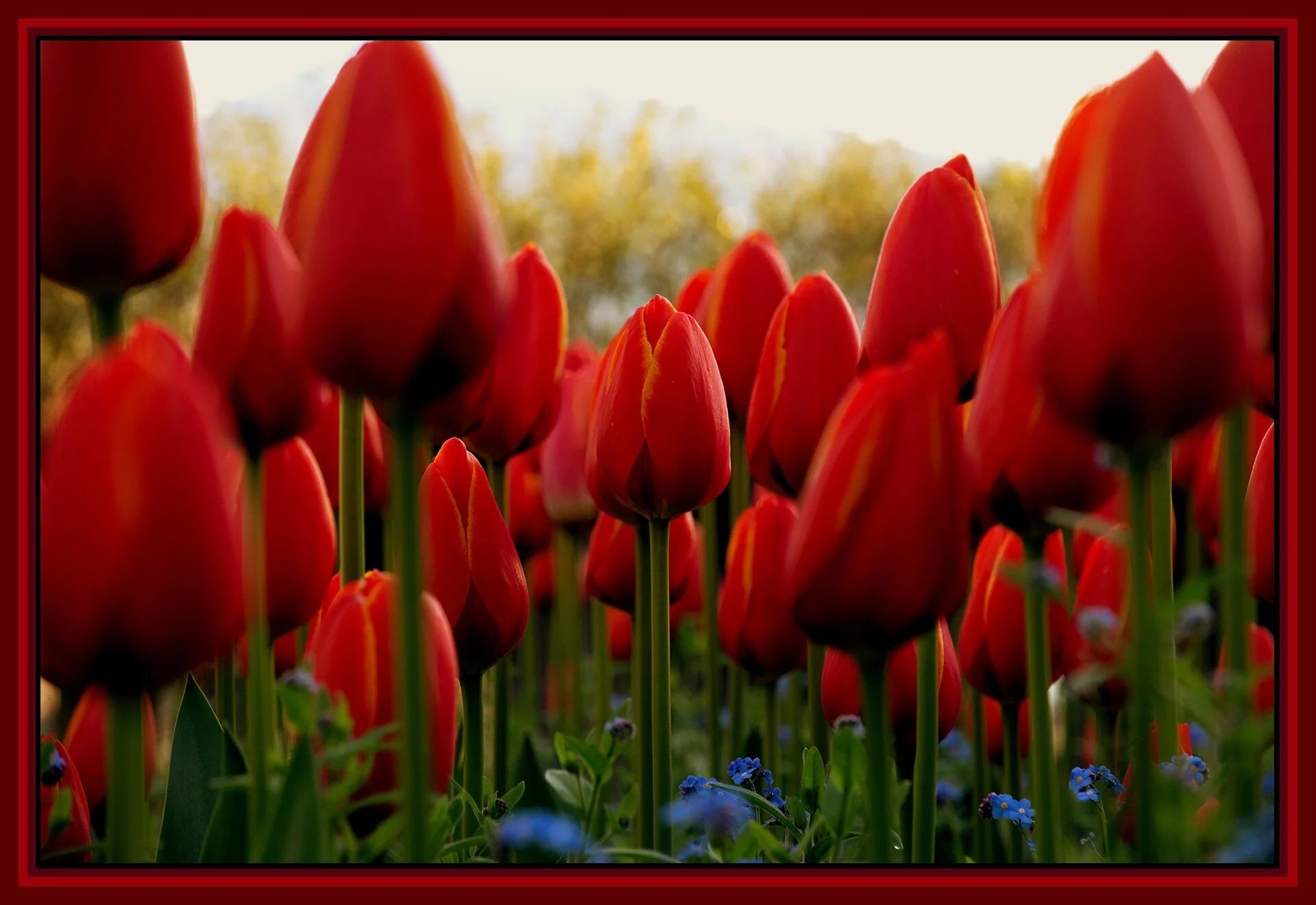 Flowers Tulips_Apr 25_2019_CR2_E4705_peNatBeauty_4x6s.jpg