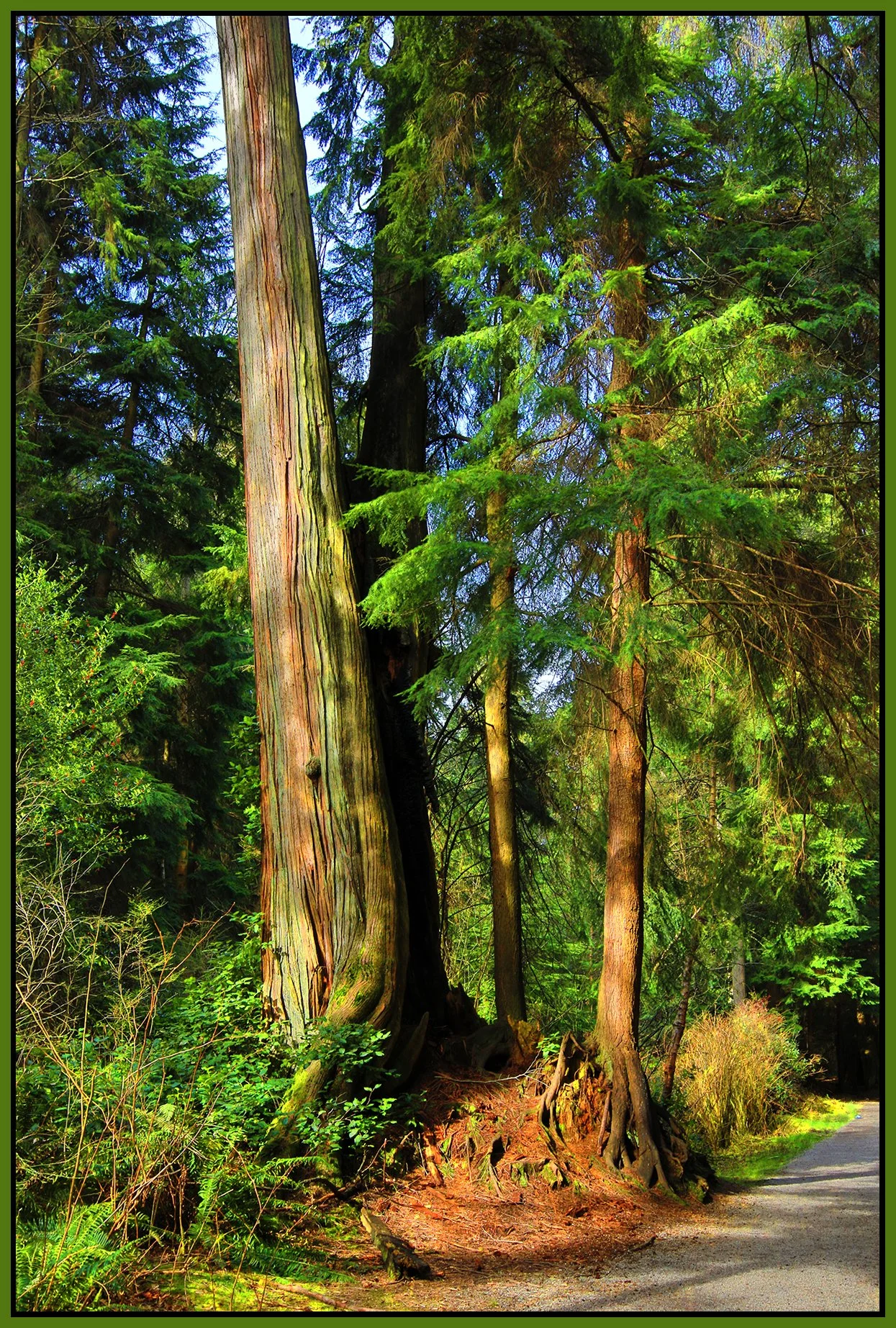 Stanley Pk Trees_Mar 12_2021_HDR_4G6161_peUrV_4x6s.jpg