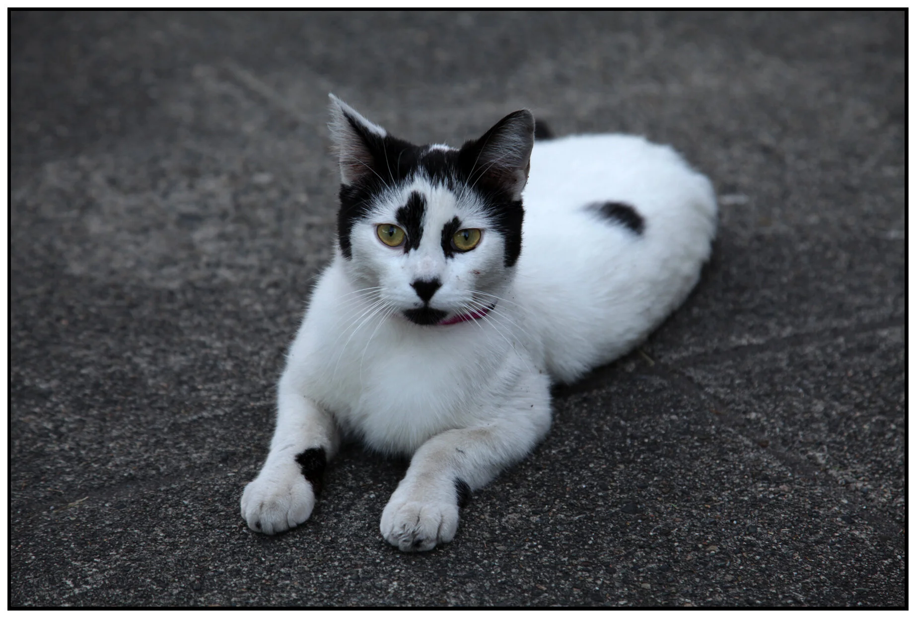 Spotted Cat_May 29 09_8500_4x6s.jpg