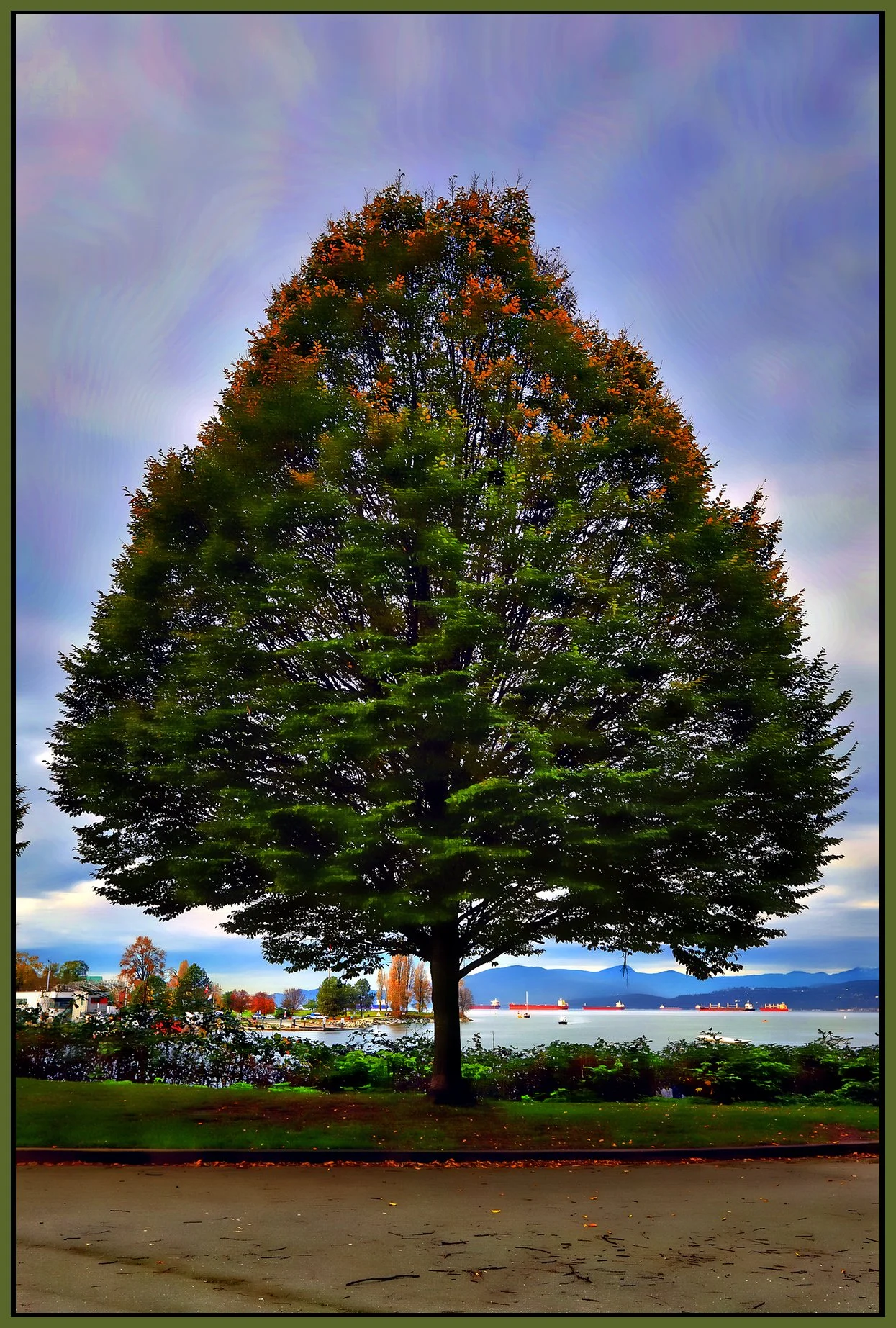 English Bay Tree_Nov 7_2024_HDR_5E4303_peHdr2013_Vibr_1_4x6s.jpg