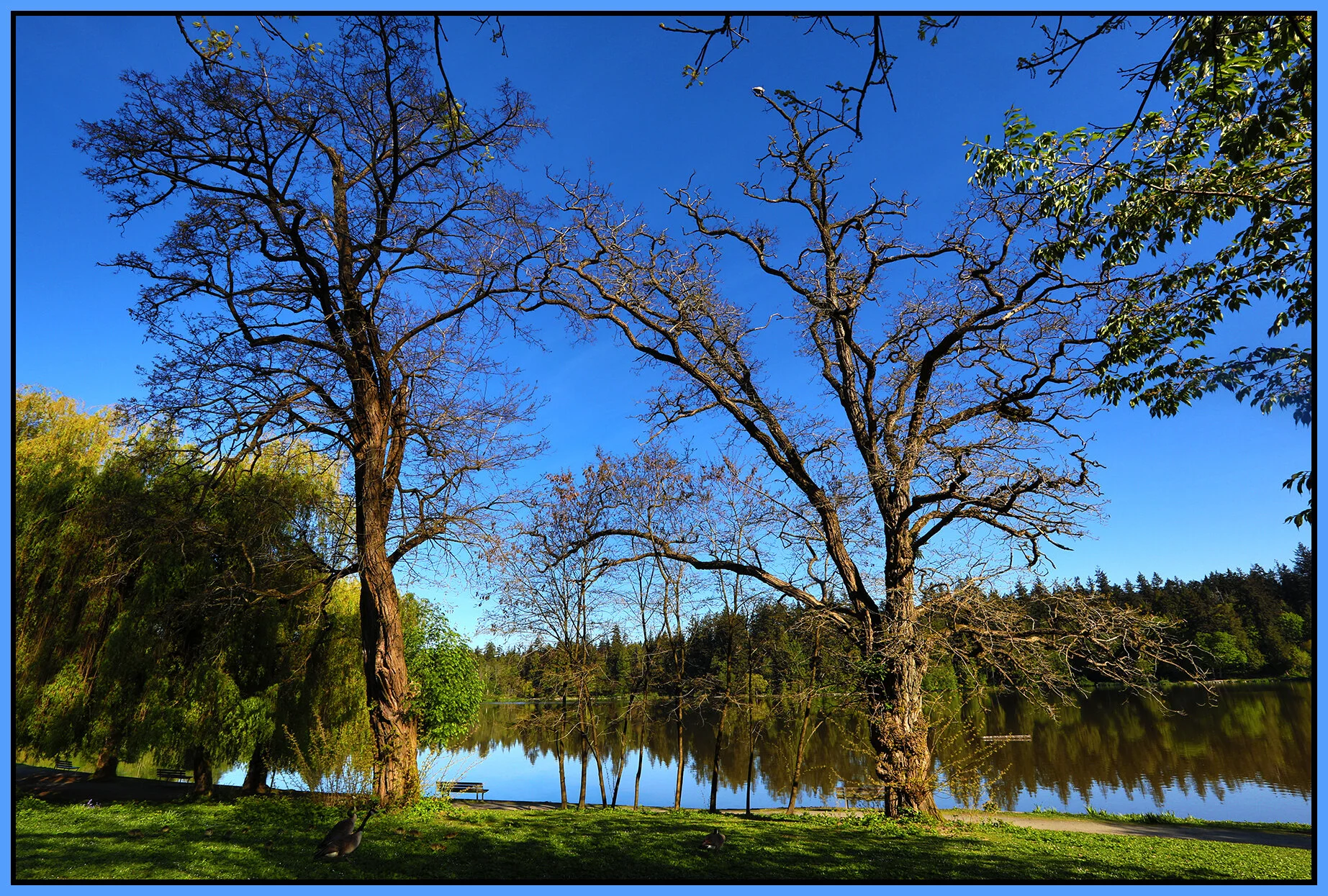 Stanley Pk Tree_May 8_2020_HDR_4F7589_4x6s.jpg