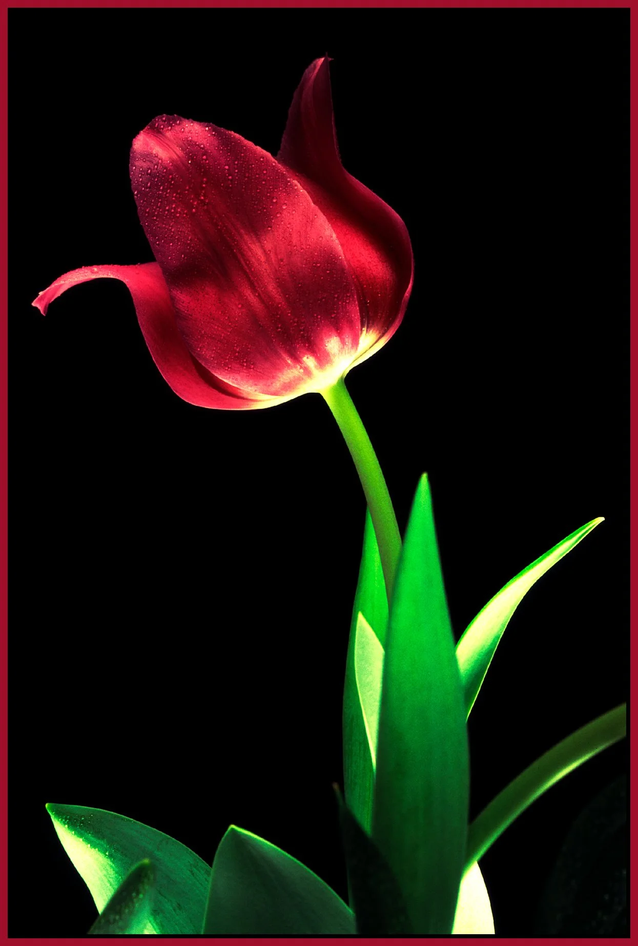 Tulip_1990's_1_4x6s.jpg