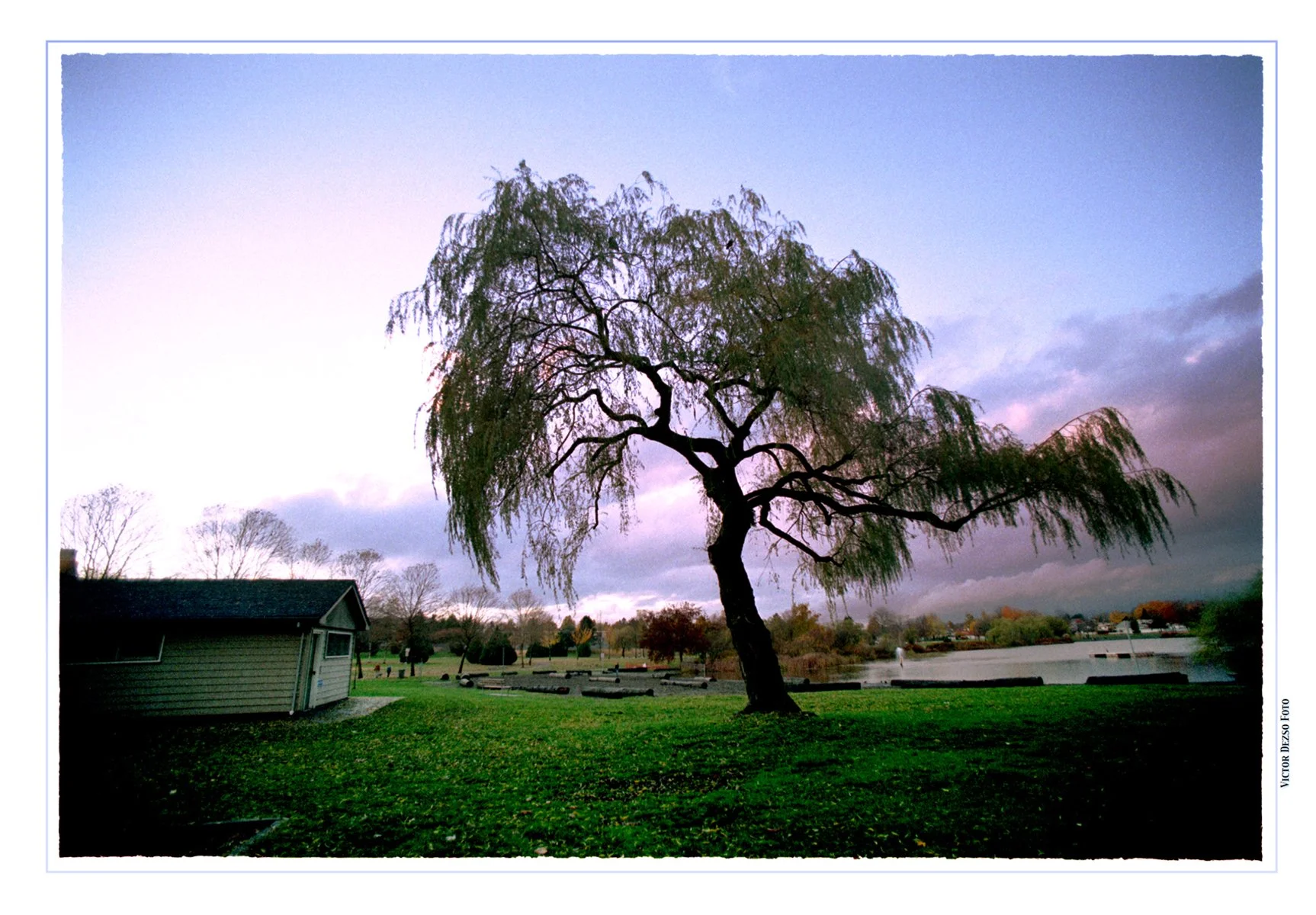Trout Lake_J.Hendry Pk_Tree_Nov 15_2002_4x6s.jpg