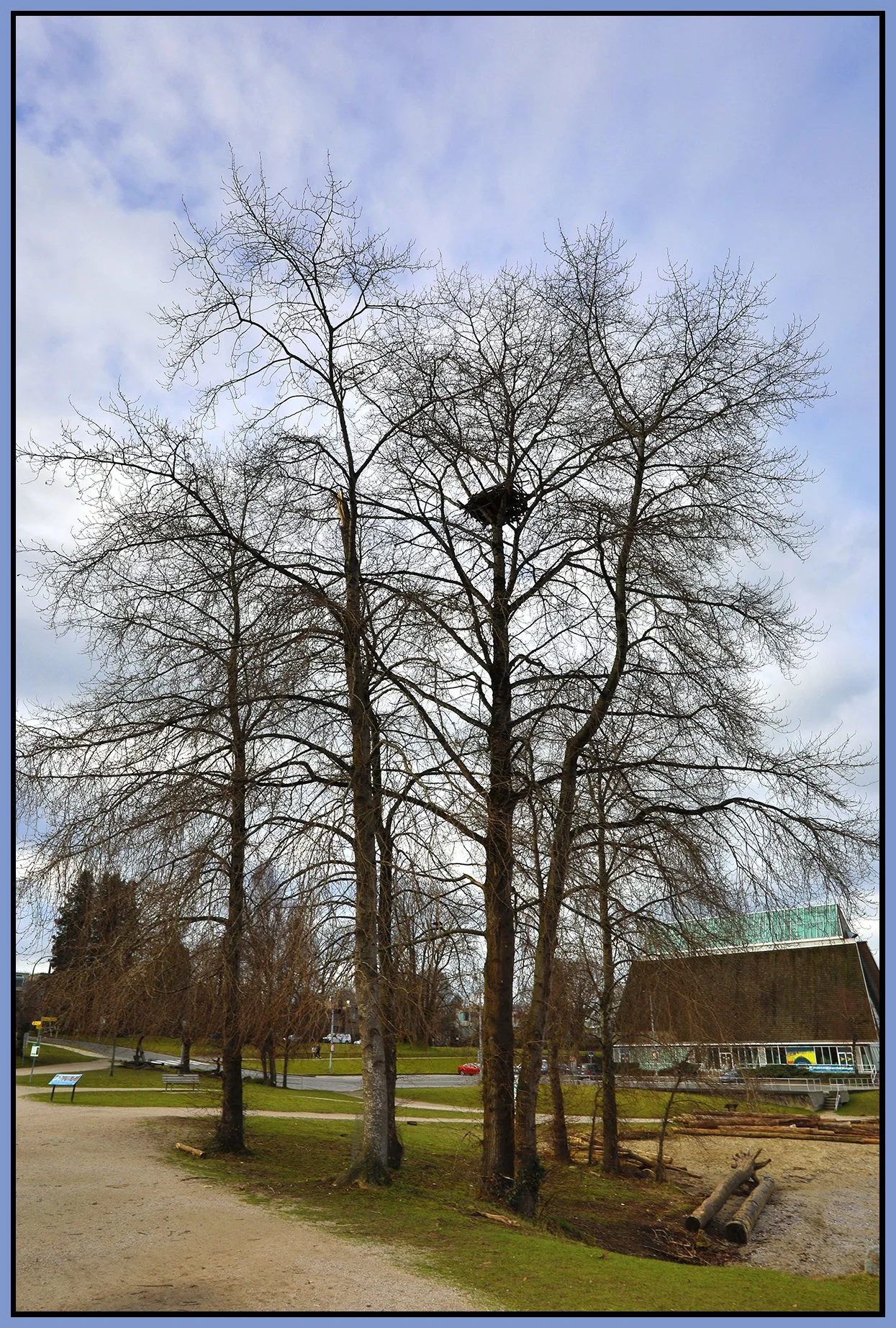 Vanier Park Trees Kits_Feb 15_2023_HDR_5D4142_4x6s.jpg