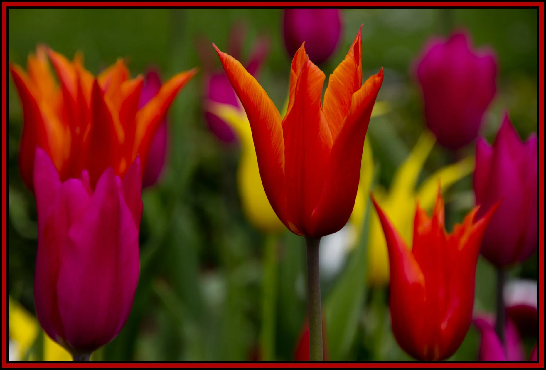 Tulips_Apr 29_2012_3094_4x6s.jpg