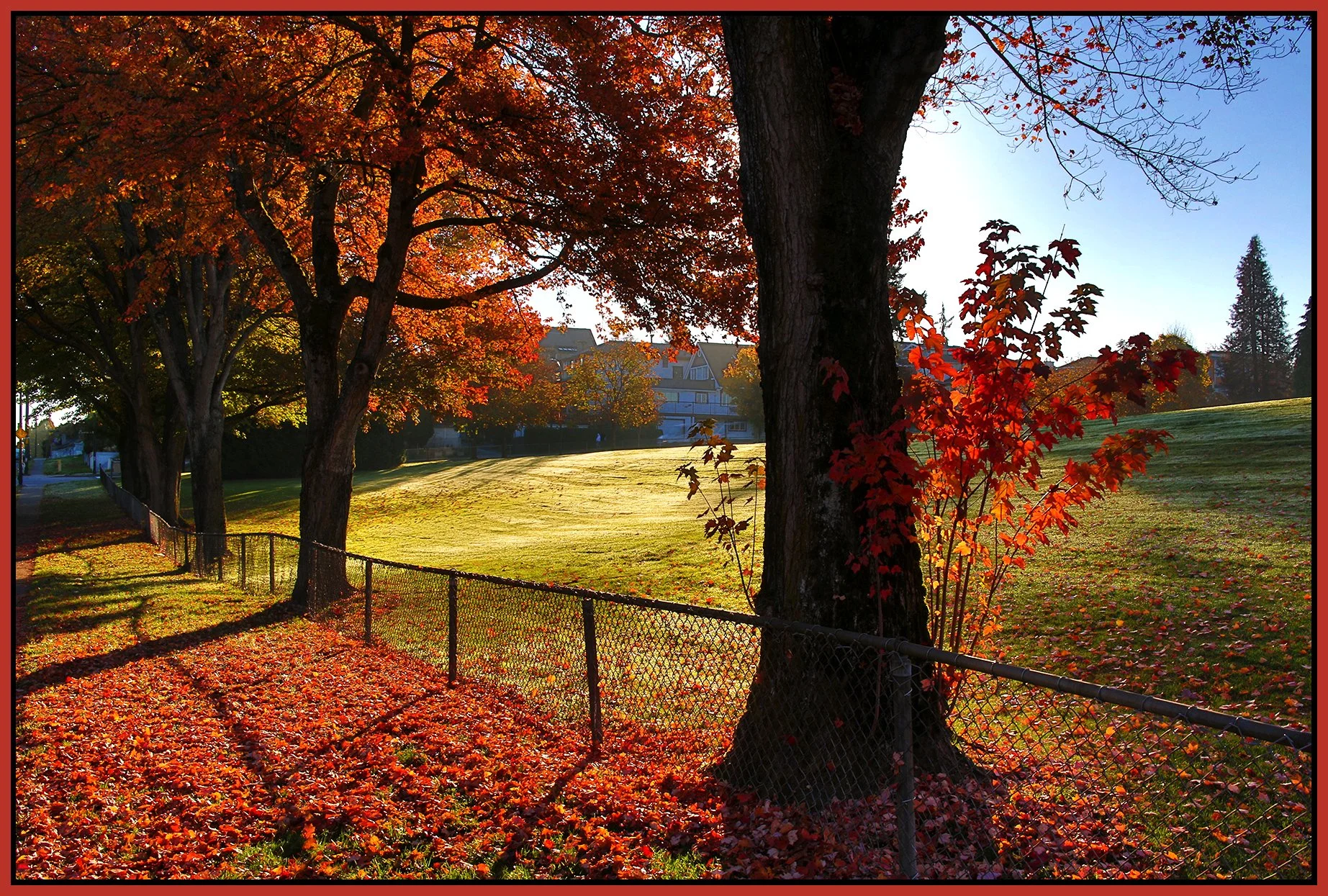 33 rd Ave Trees_Oct 16_2018_HDR_A9402_4x6s.jpg