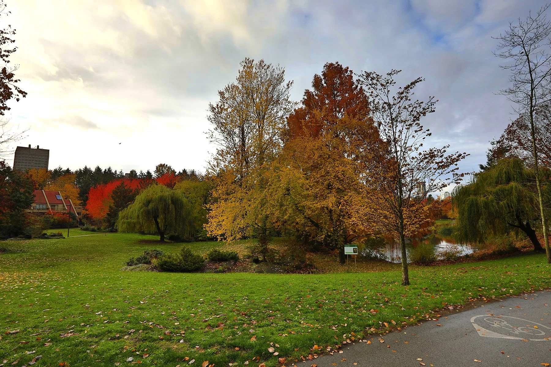 Charleson Pk Trees_Nov 5_2023_HDR_5C9118_4x6.jpg