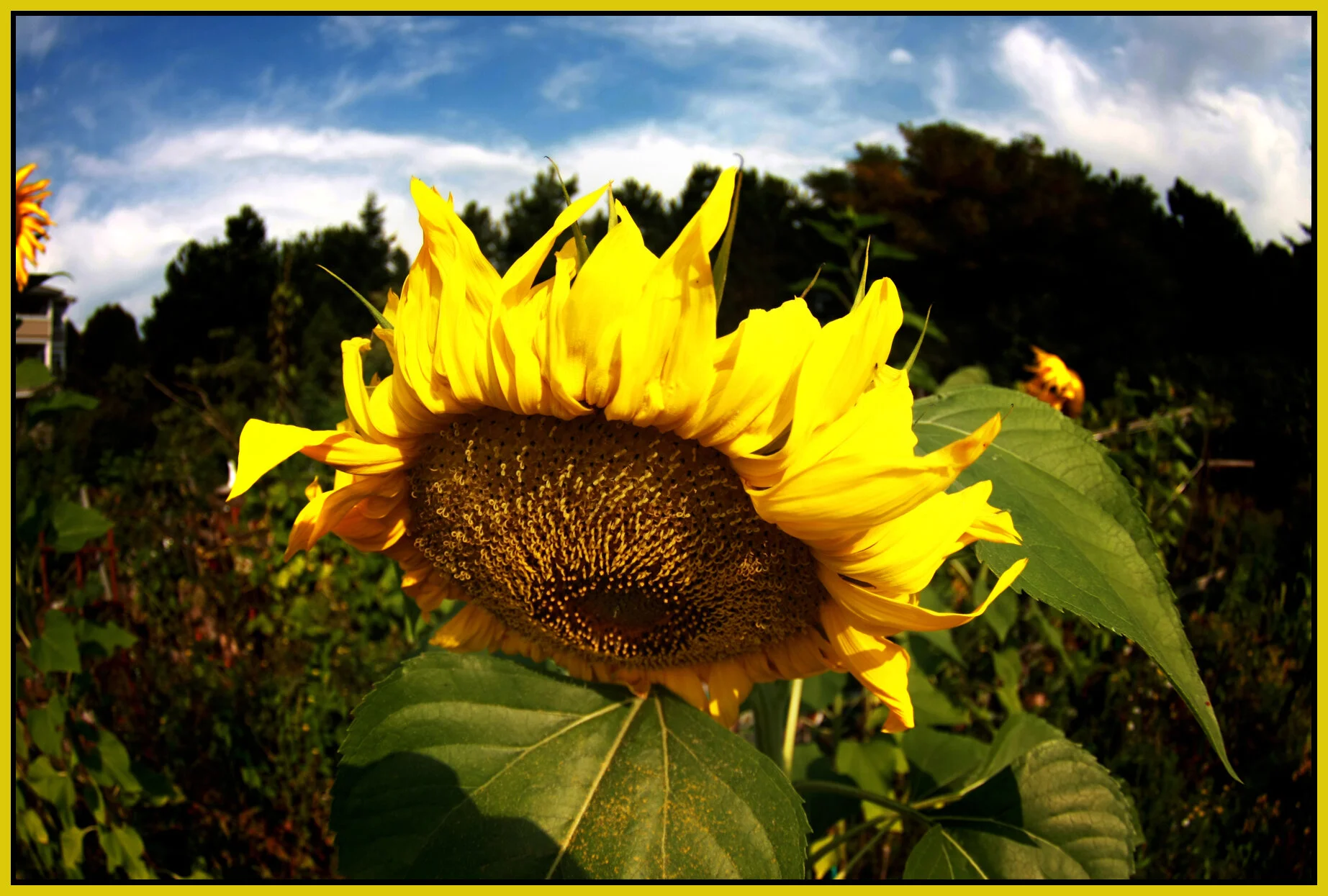 Sunflower_Sep 17 08_3190_1_4x6s.jpg