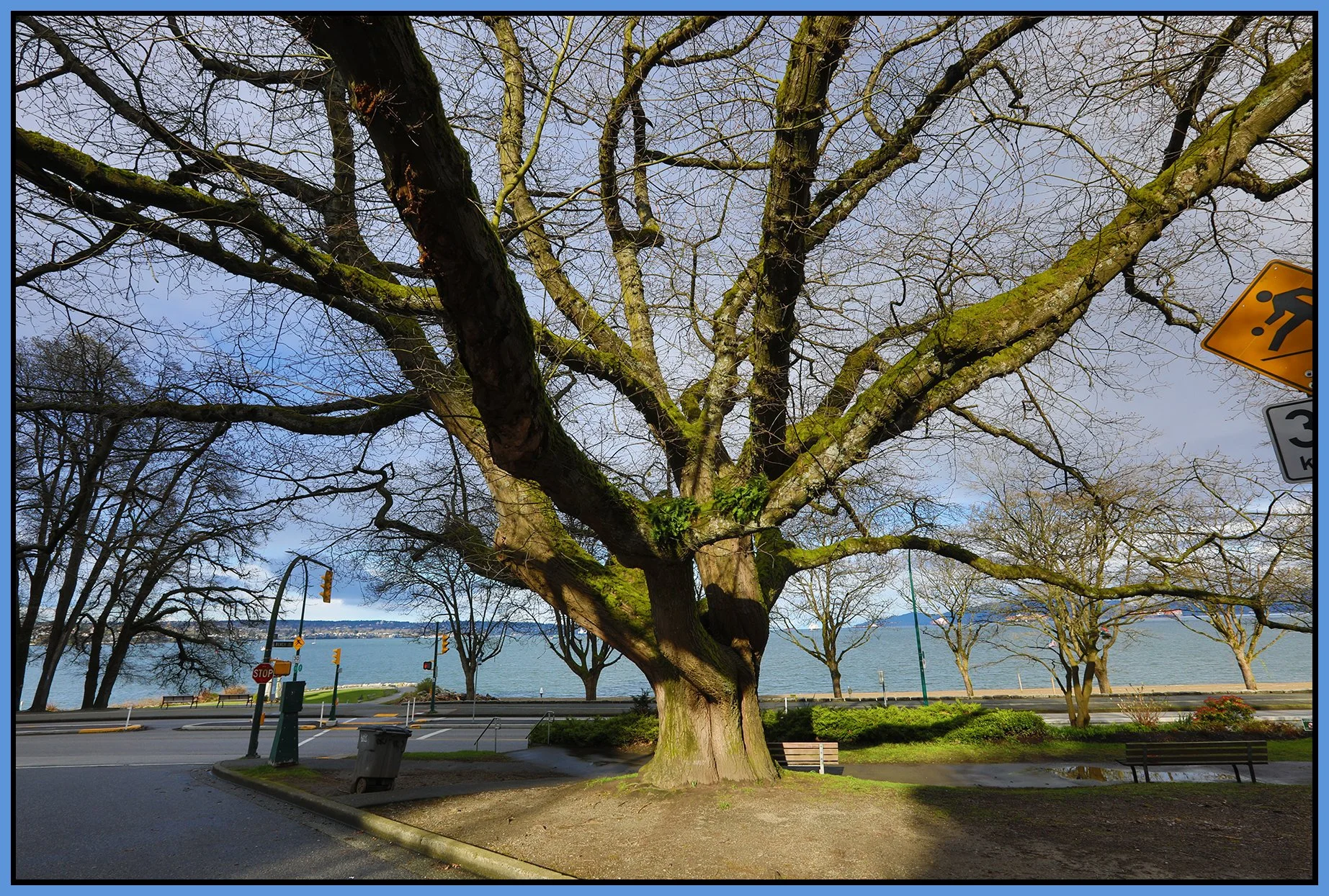 English Bay Tree_Apr 5_2022_HDR_5B1328_4x6s.jpg