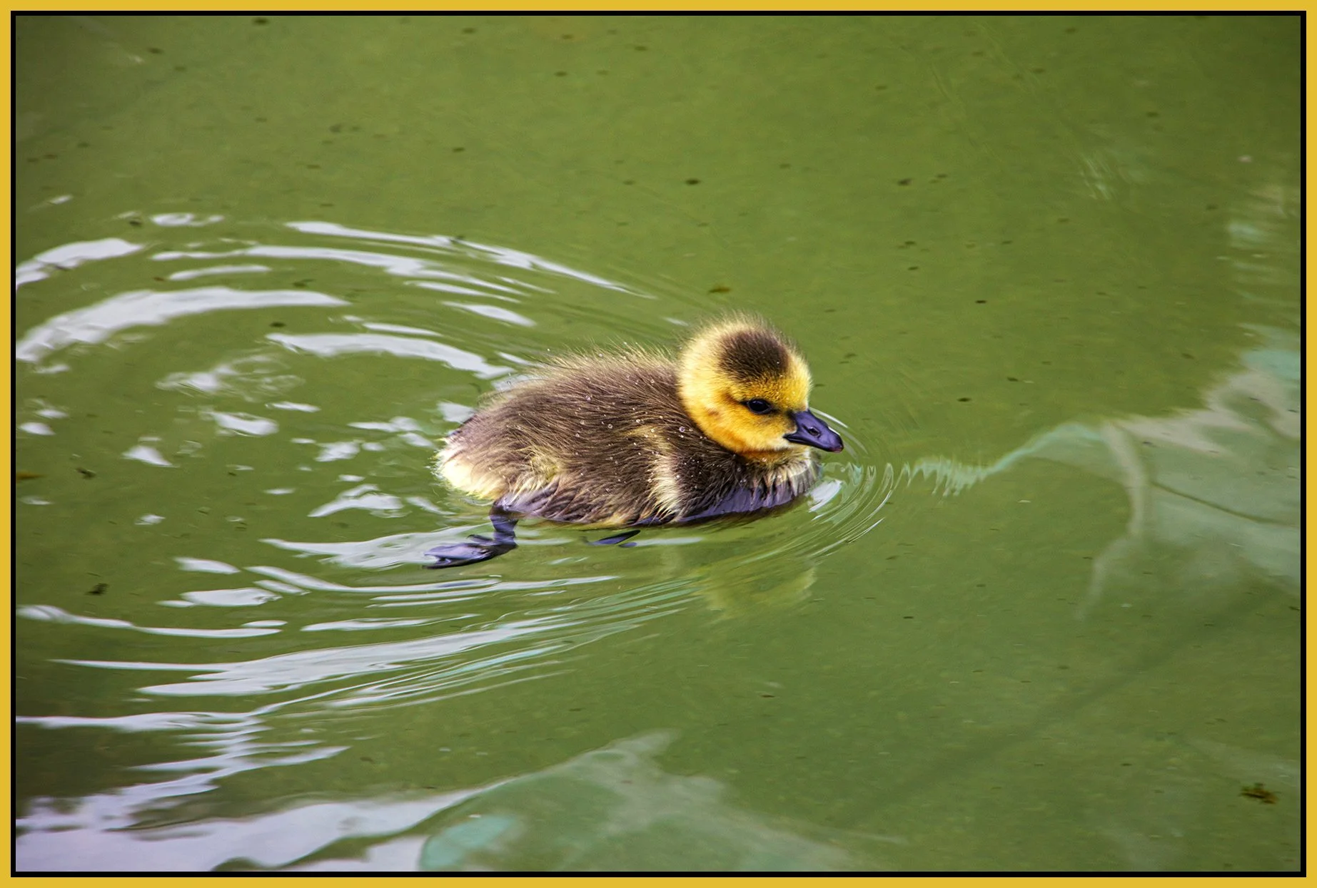 Canada Gosling_May 13_2024_CR2_4H8717_peDetail_4x6s.jpg