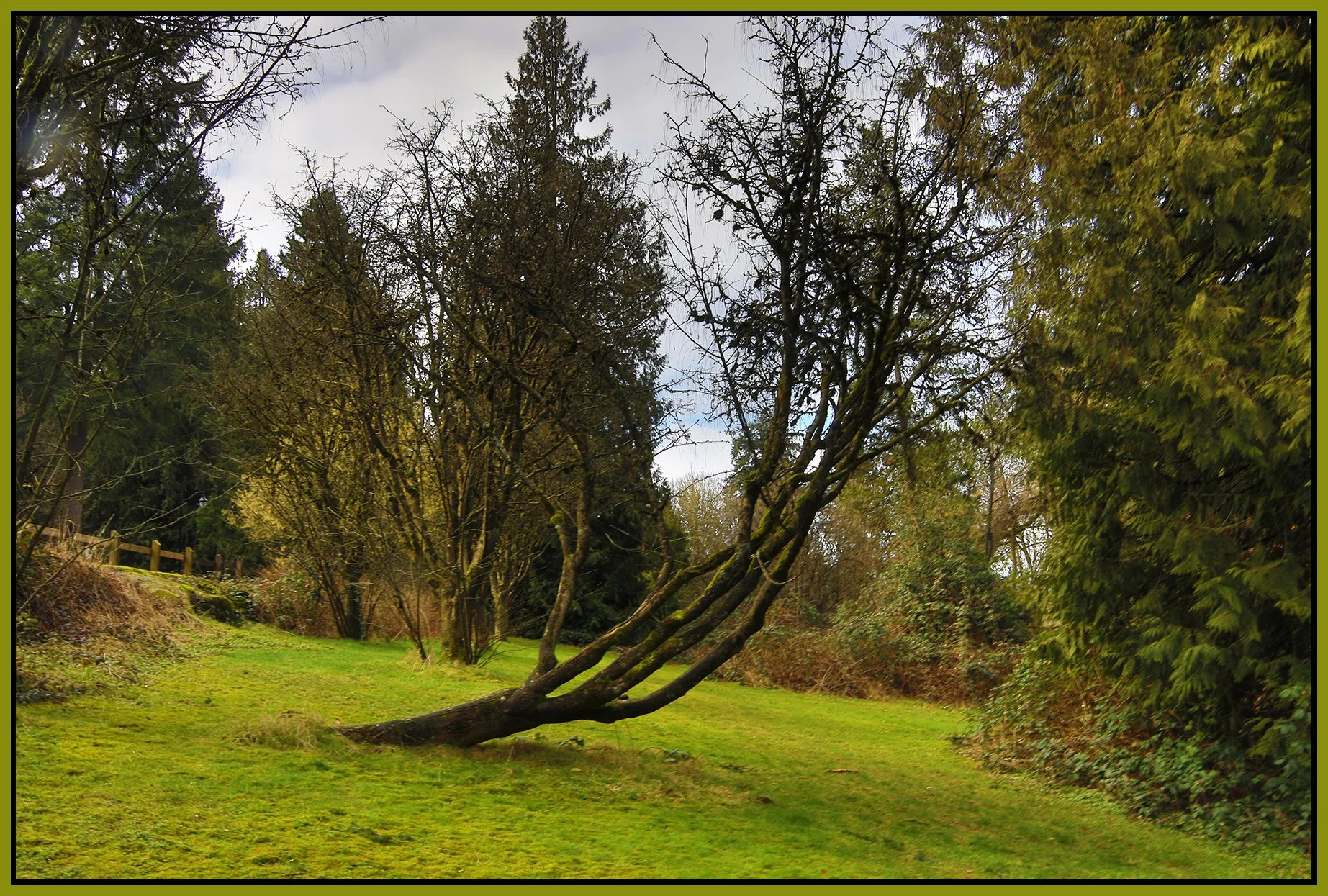 Trees in Queens Park_Feb 27_2025_HDR_5E0024_4x6s.jpg