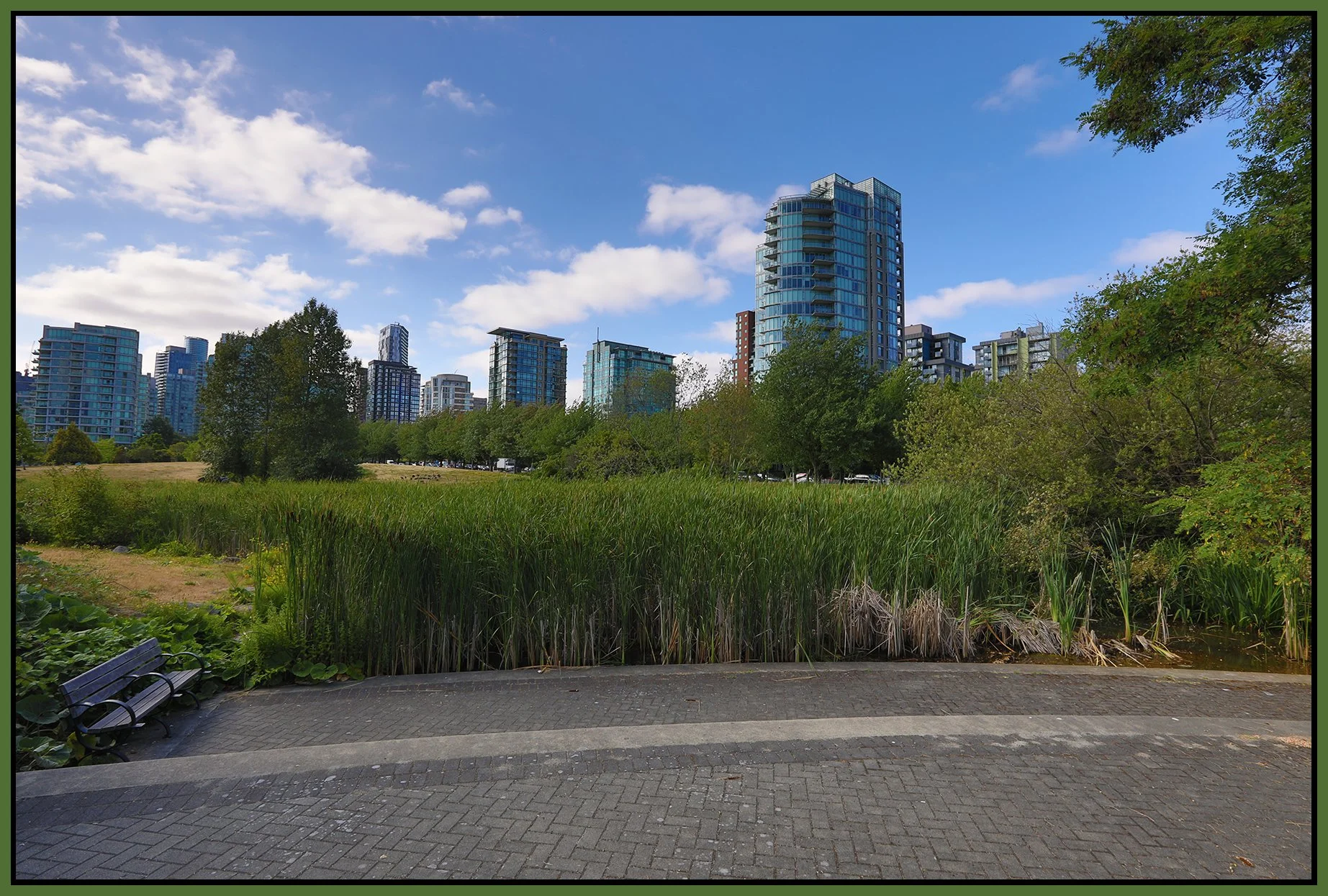 Devonian Park Bullrushes_Jul 10_2023_HDR_5C2247_4x6s.jpg
